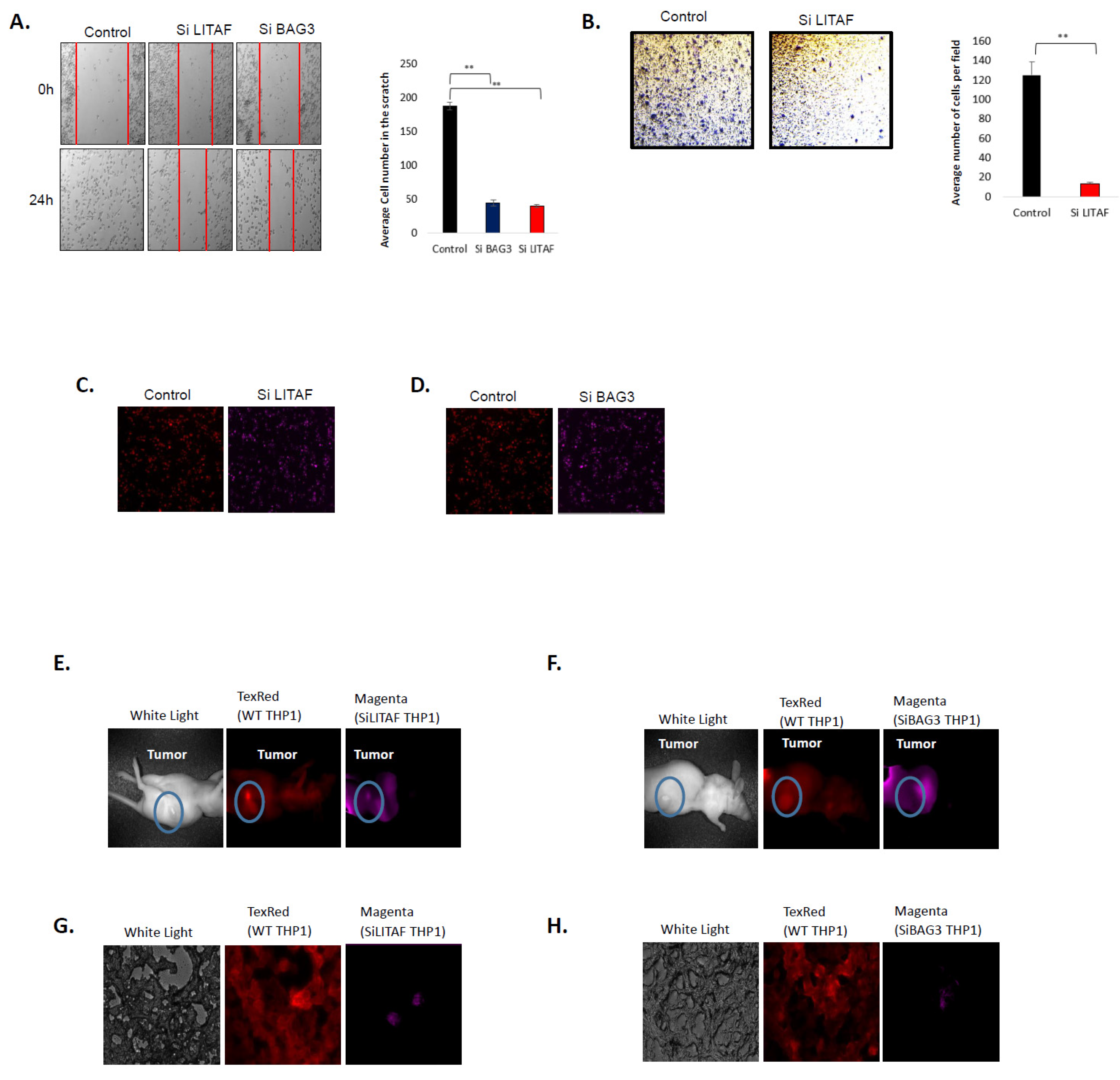 Cancers 14 04168 g004