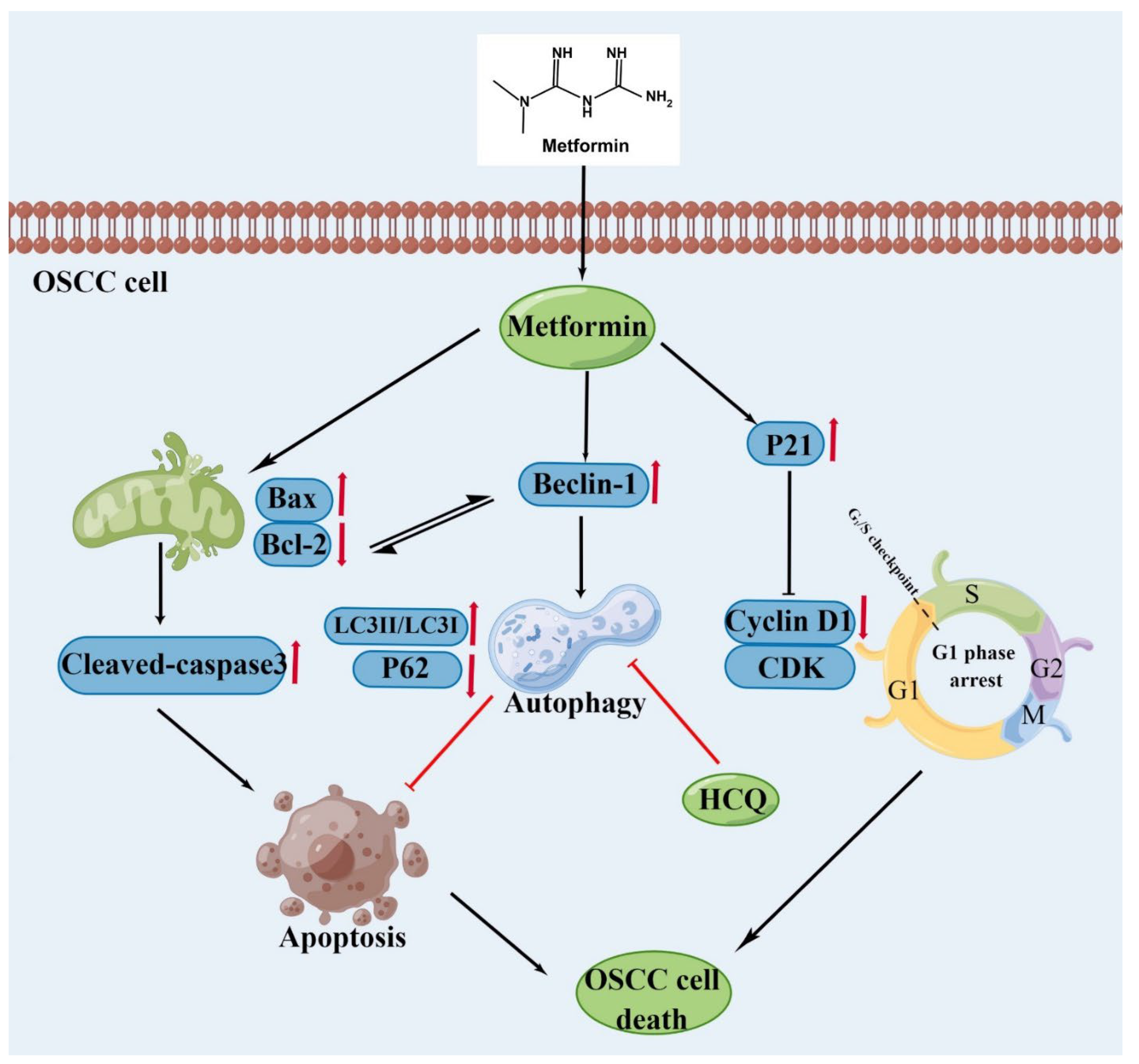 Cancers 14 04185 g008