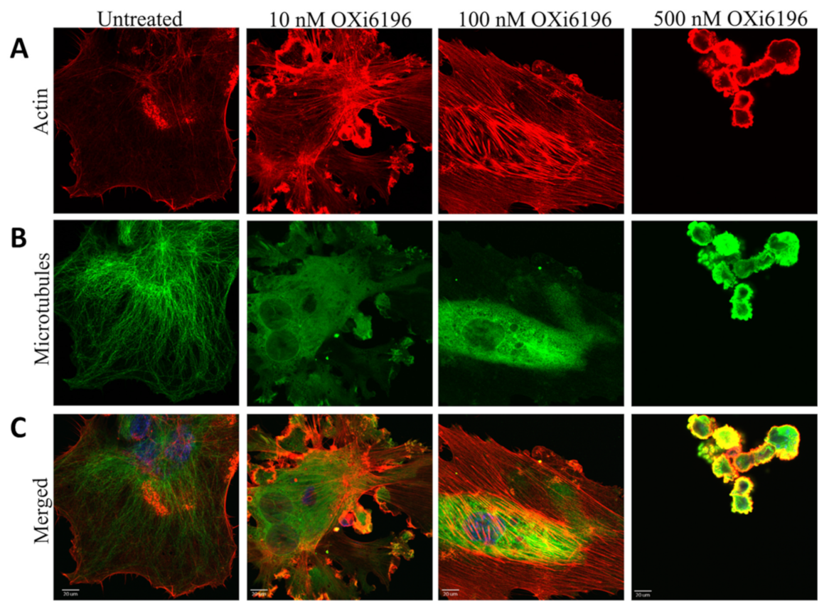 Cancers 14 04208 g003
