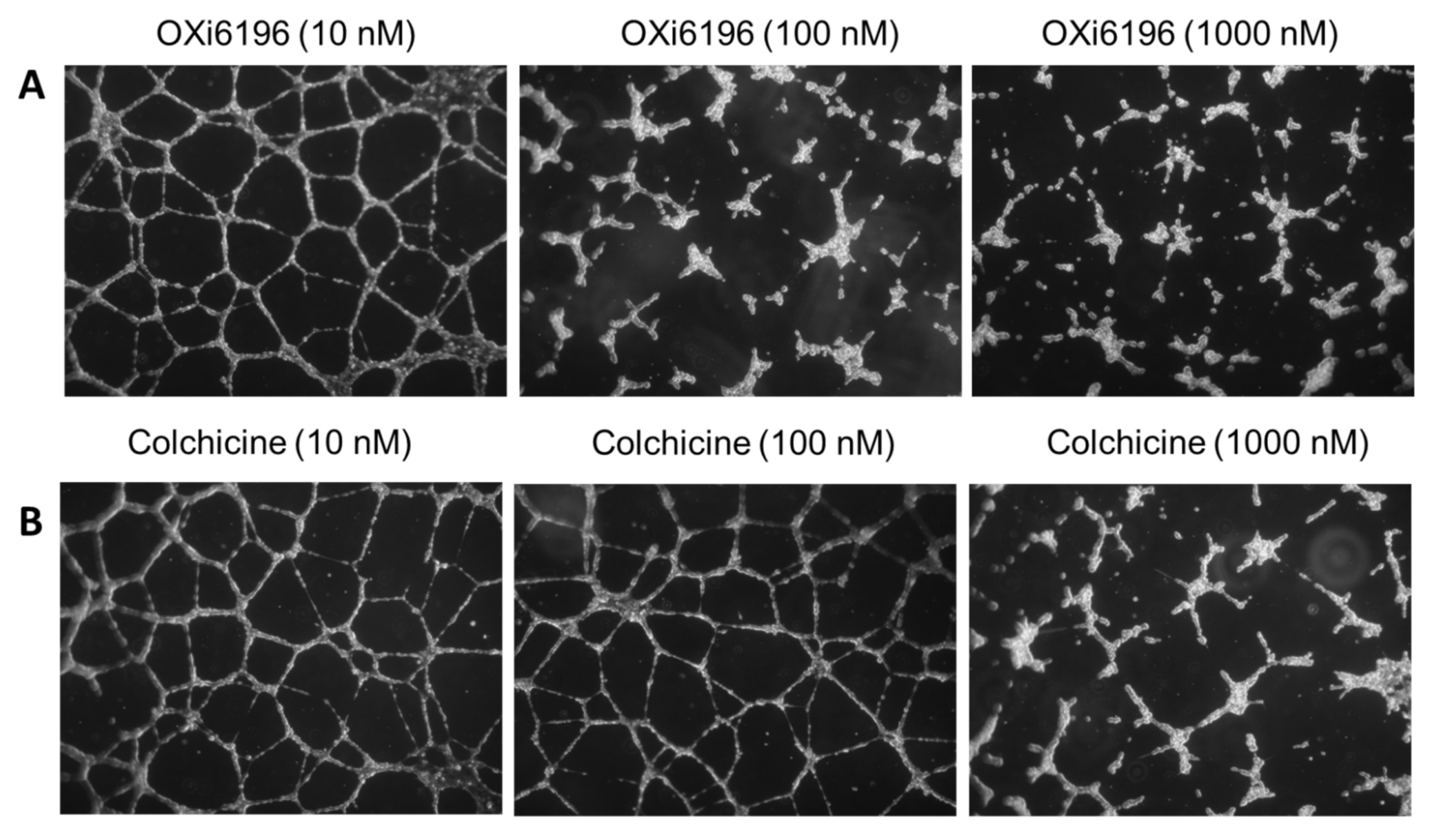 Cancers 14 04208 g004