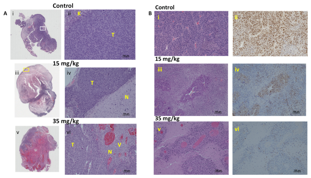 Cancers 14 04208 g008