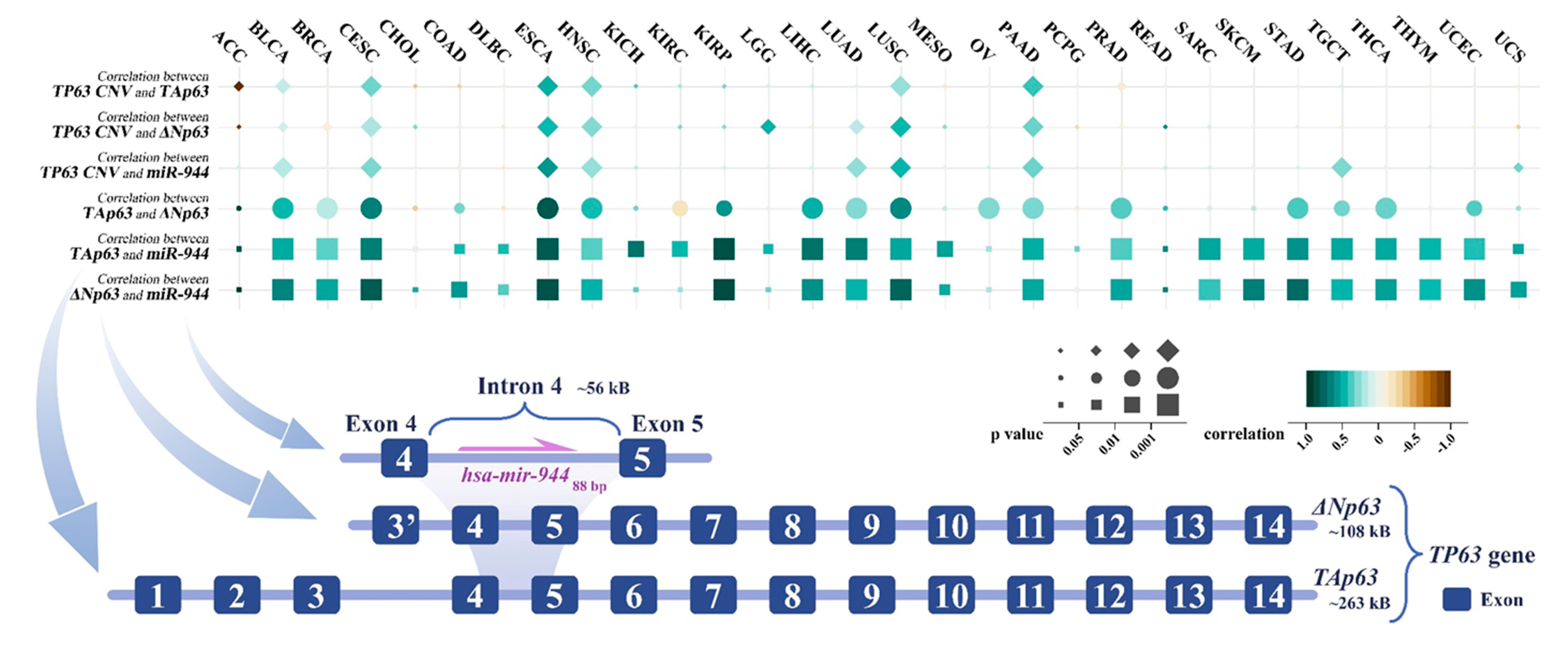 Cancers 14 04232 g002