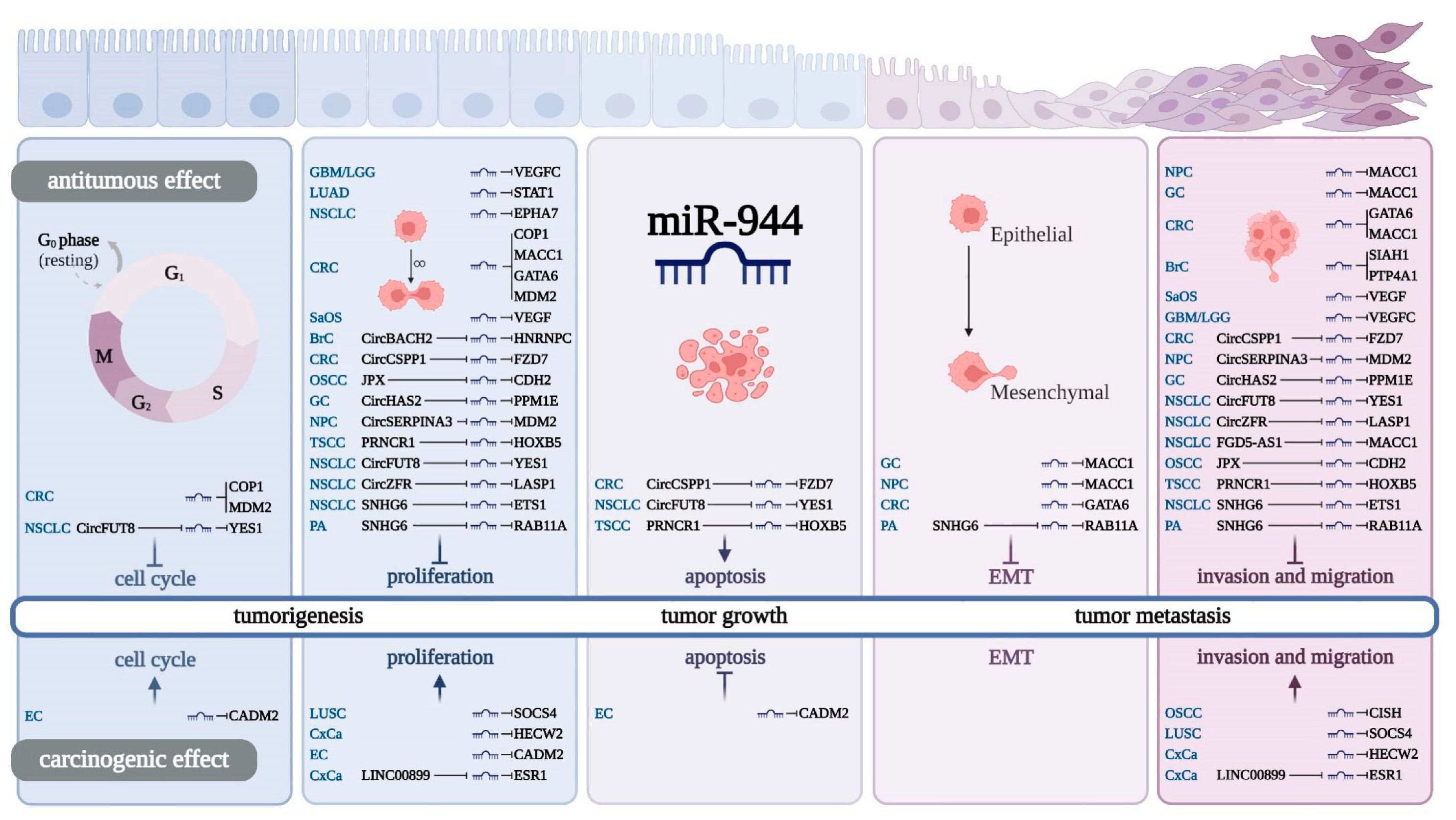 Cancers 14 04232 g003