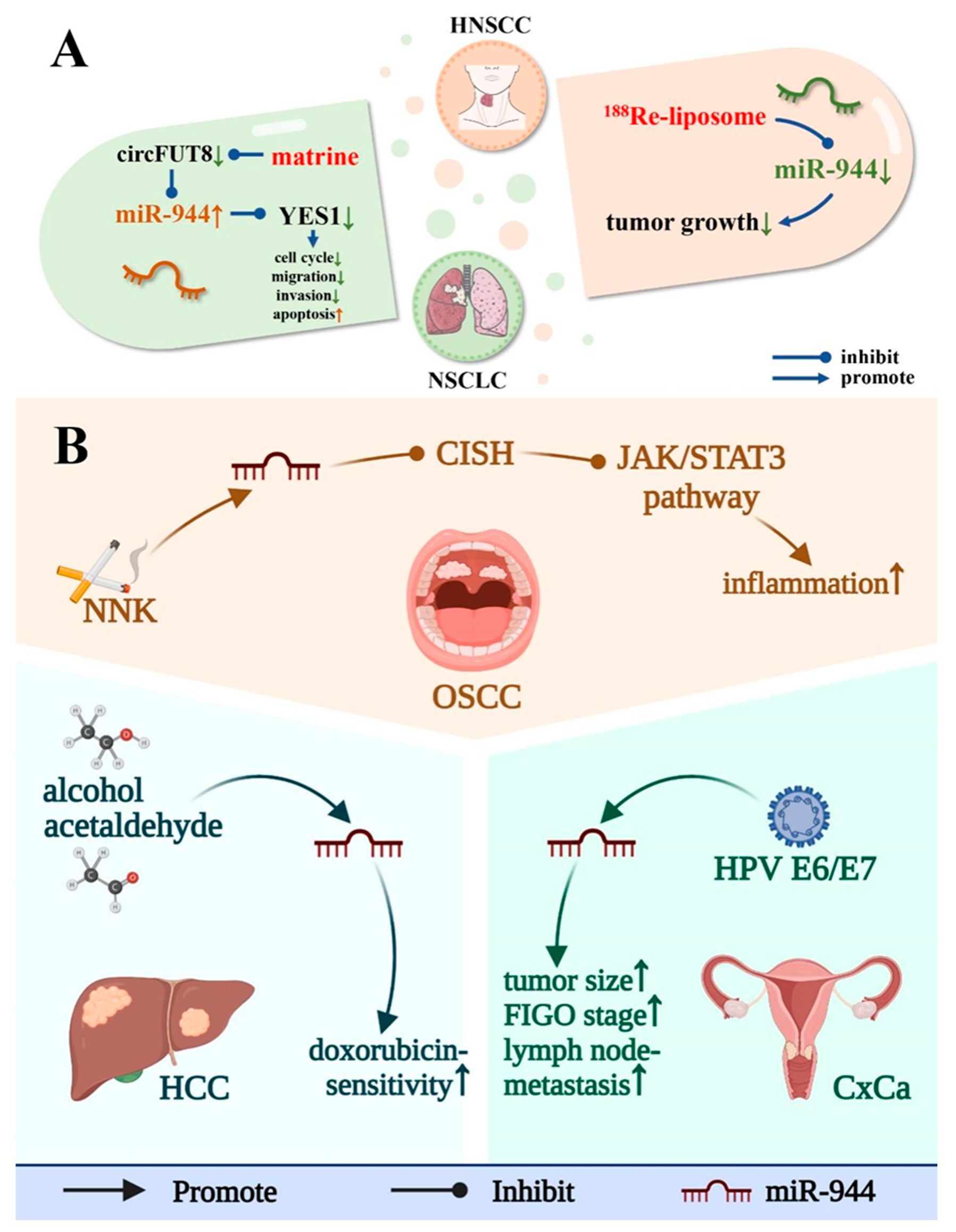 Cancers 14 04232 g005