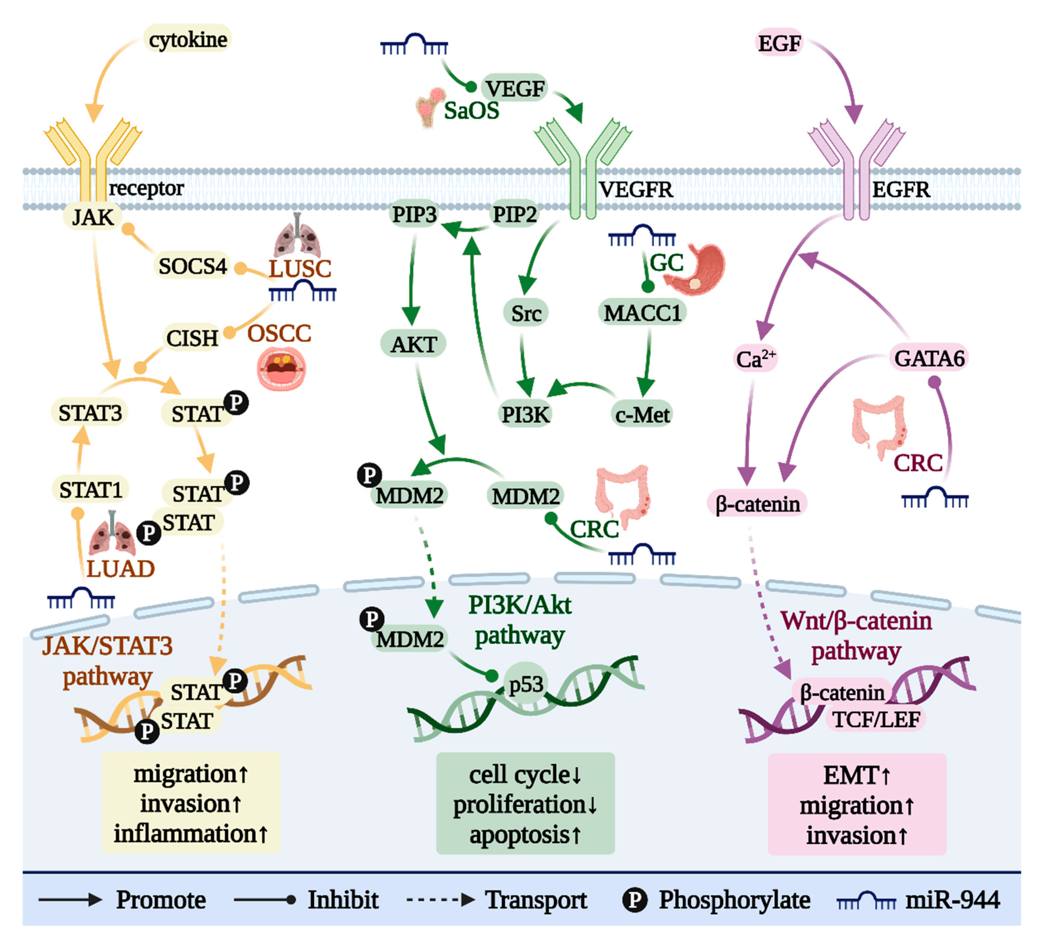 Cancers 14 04232 g006