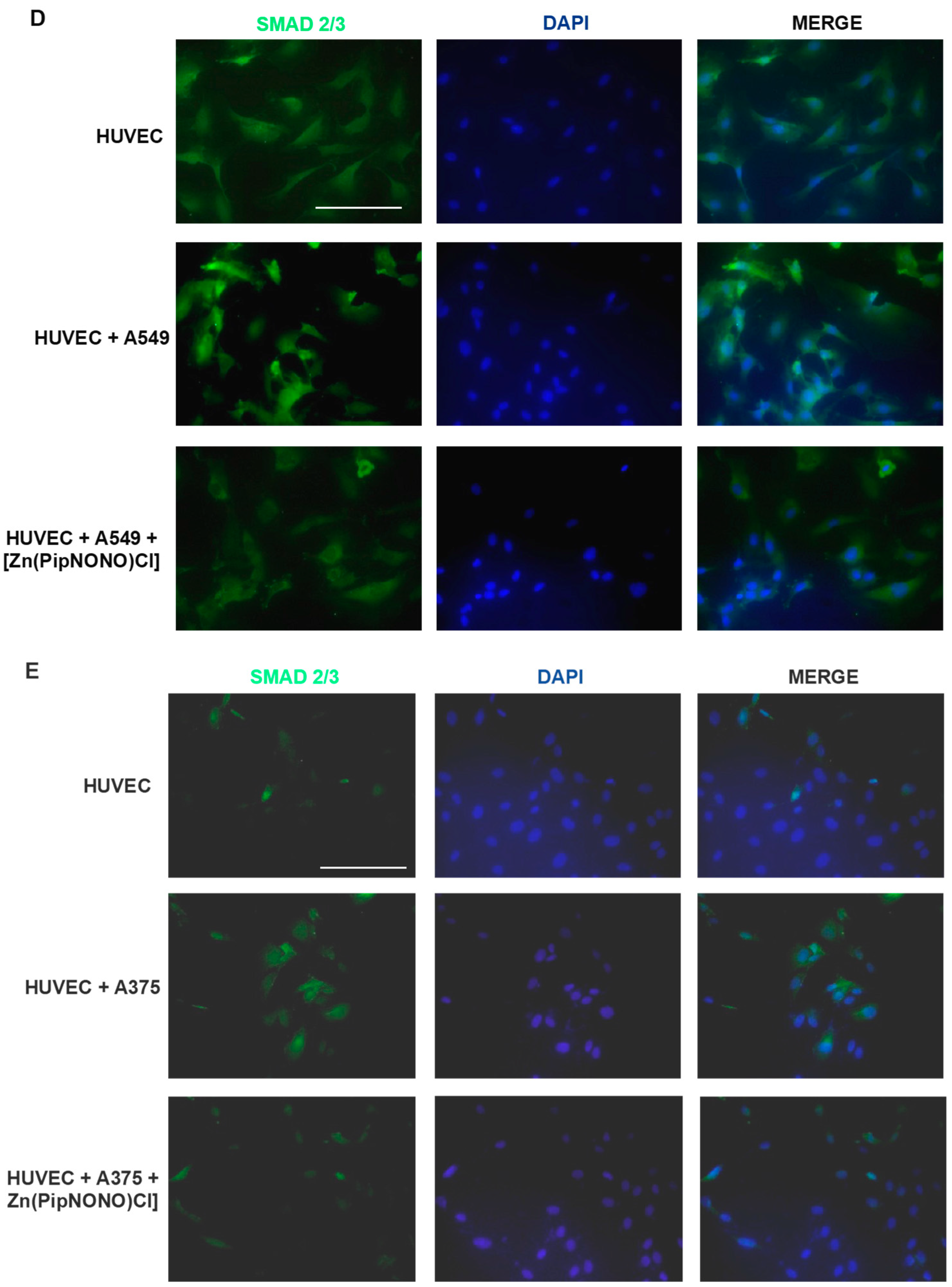 Cancers 14 04240 g004b
