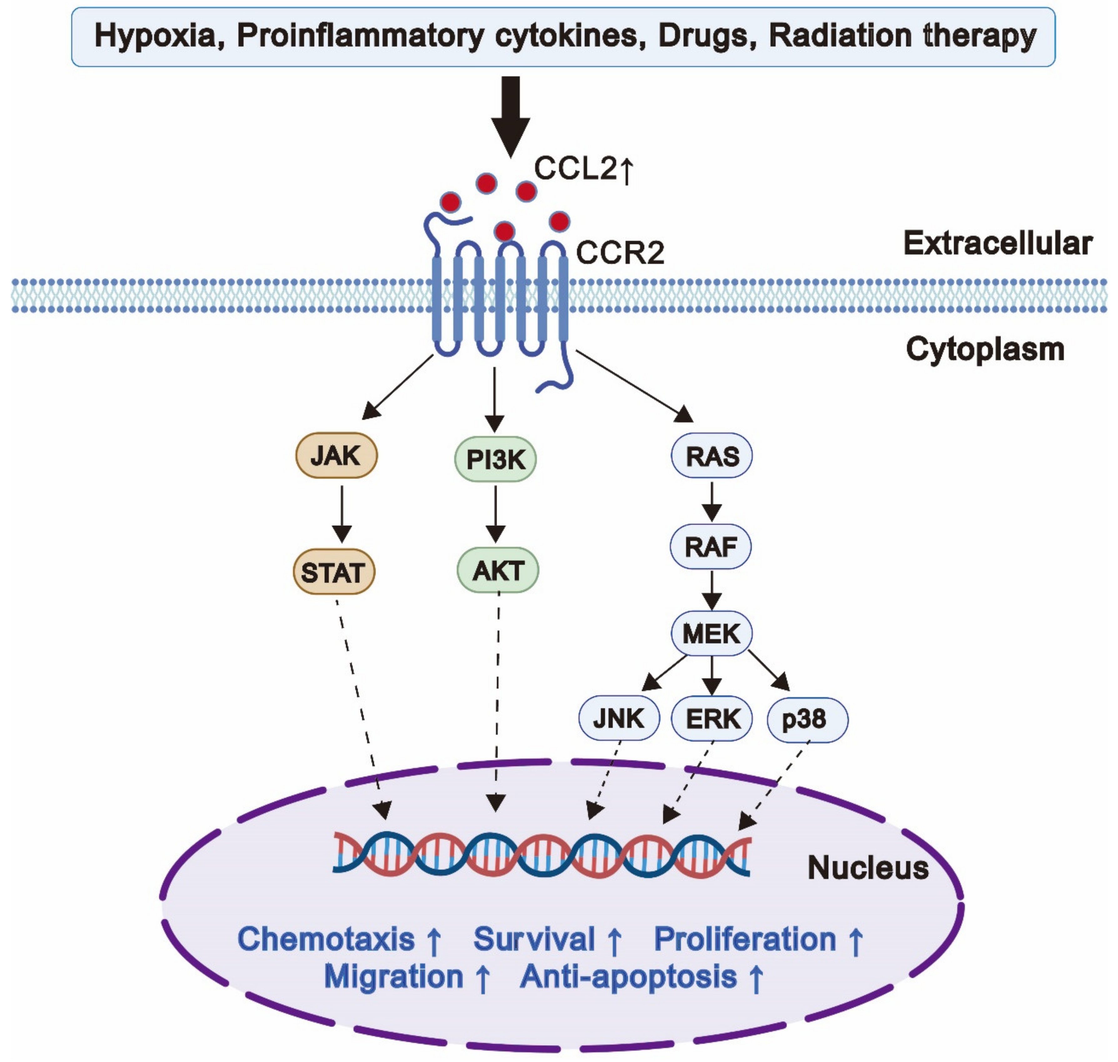 Cancers 14 04251 g001