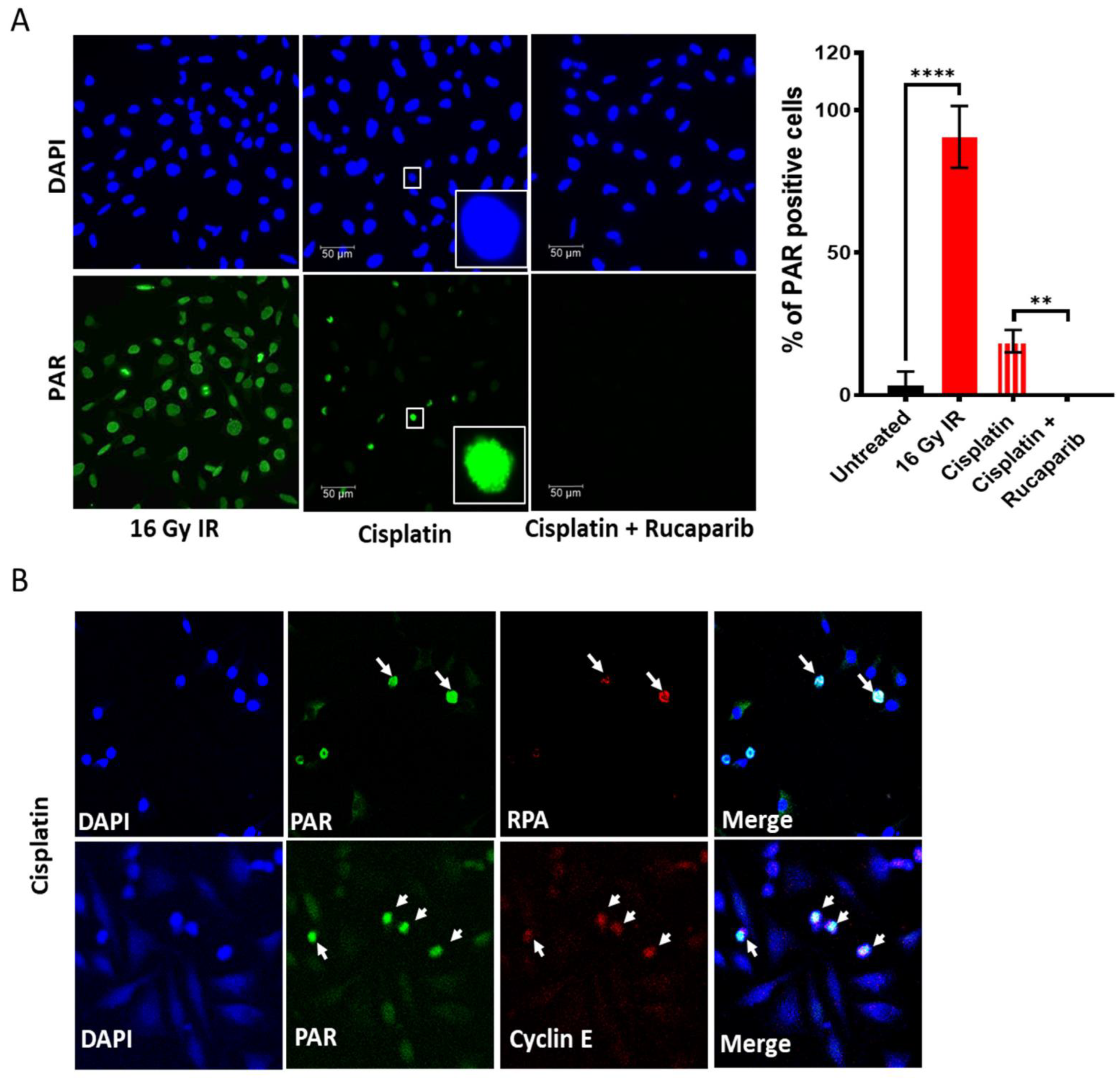 Cancers 14 04288 g002a