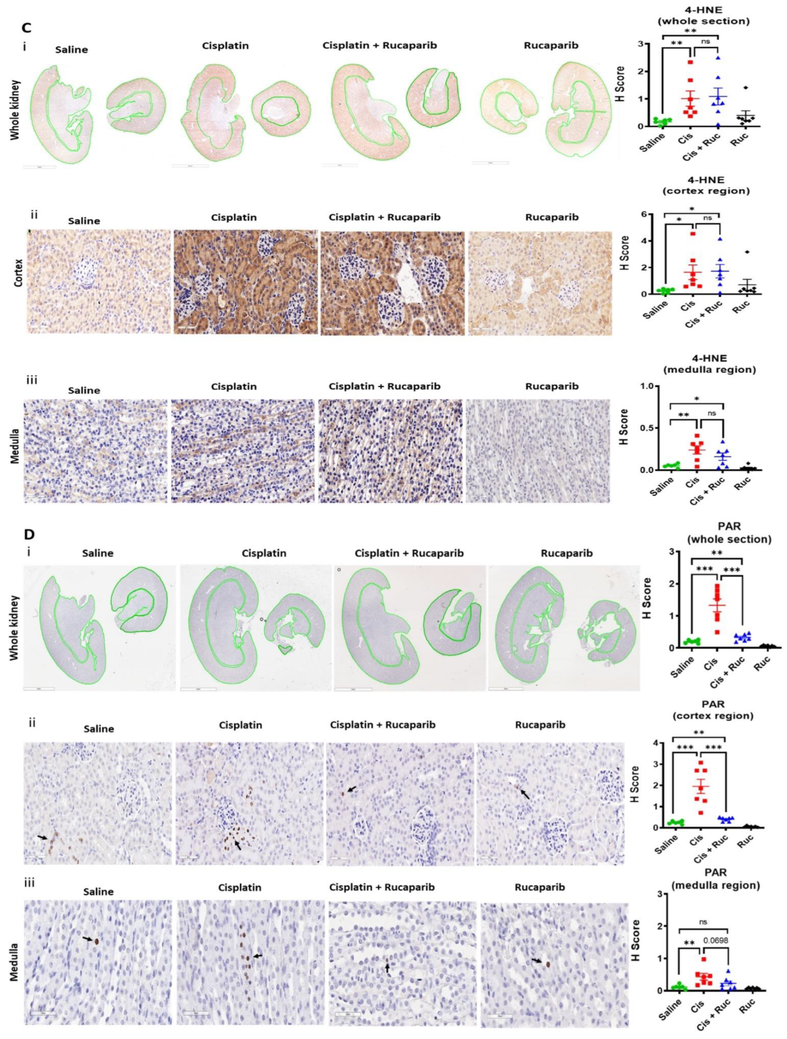 Cancers 14 04288 g005b