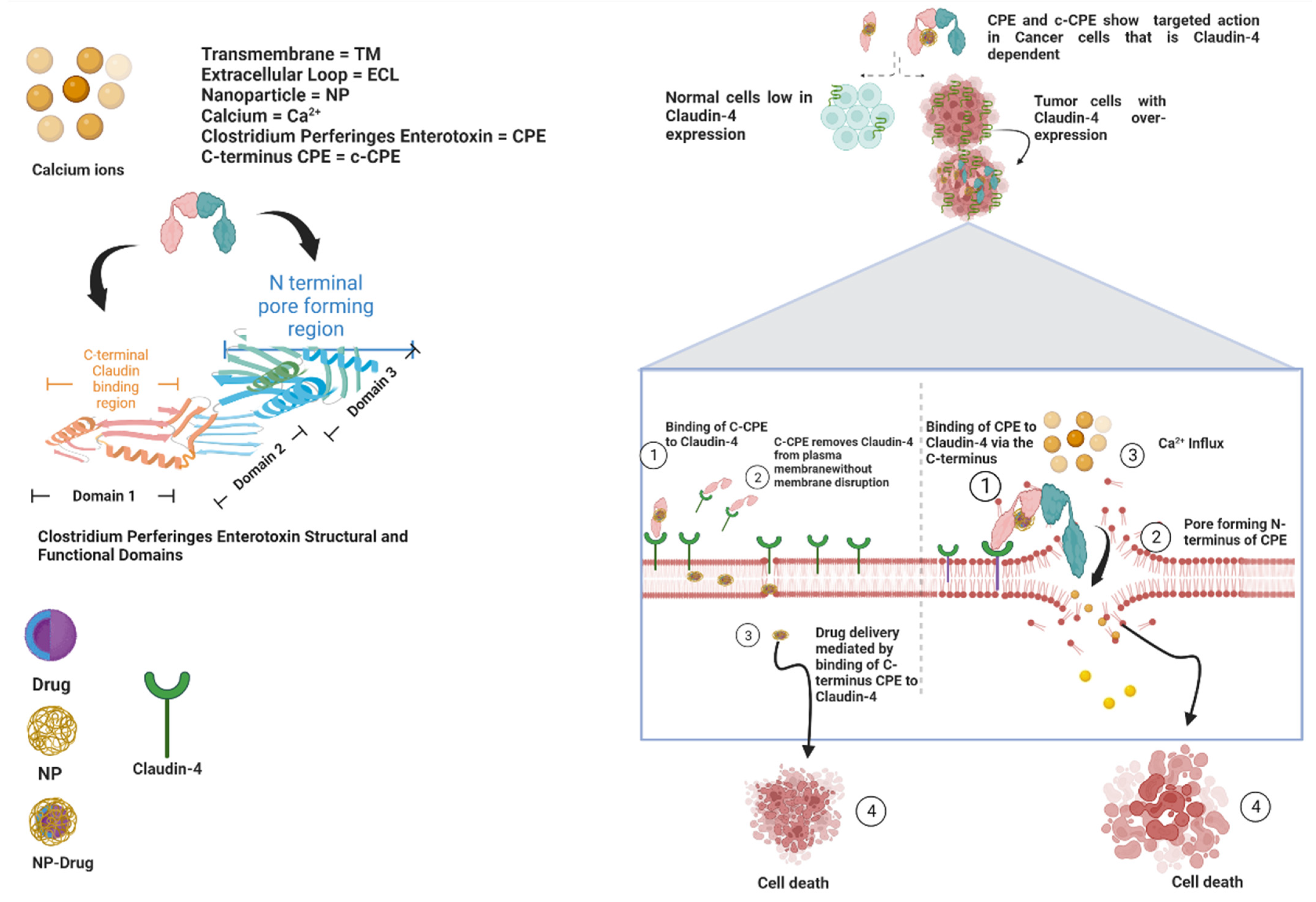 Cancers 14 04309 g004
