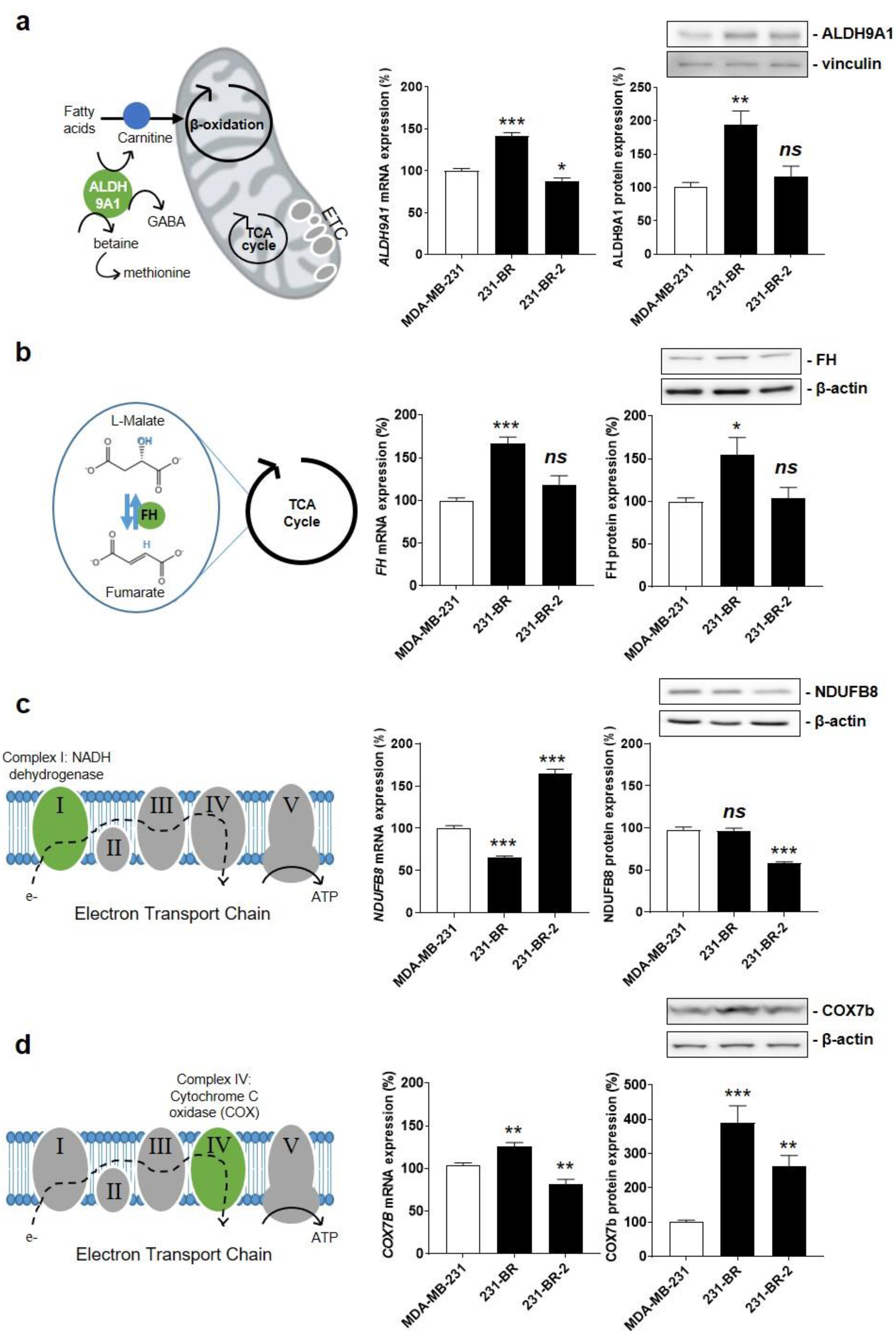 Cancers 14 04371 g003