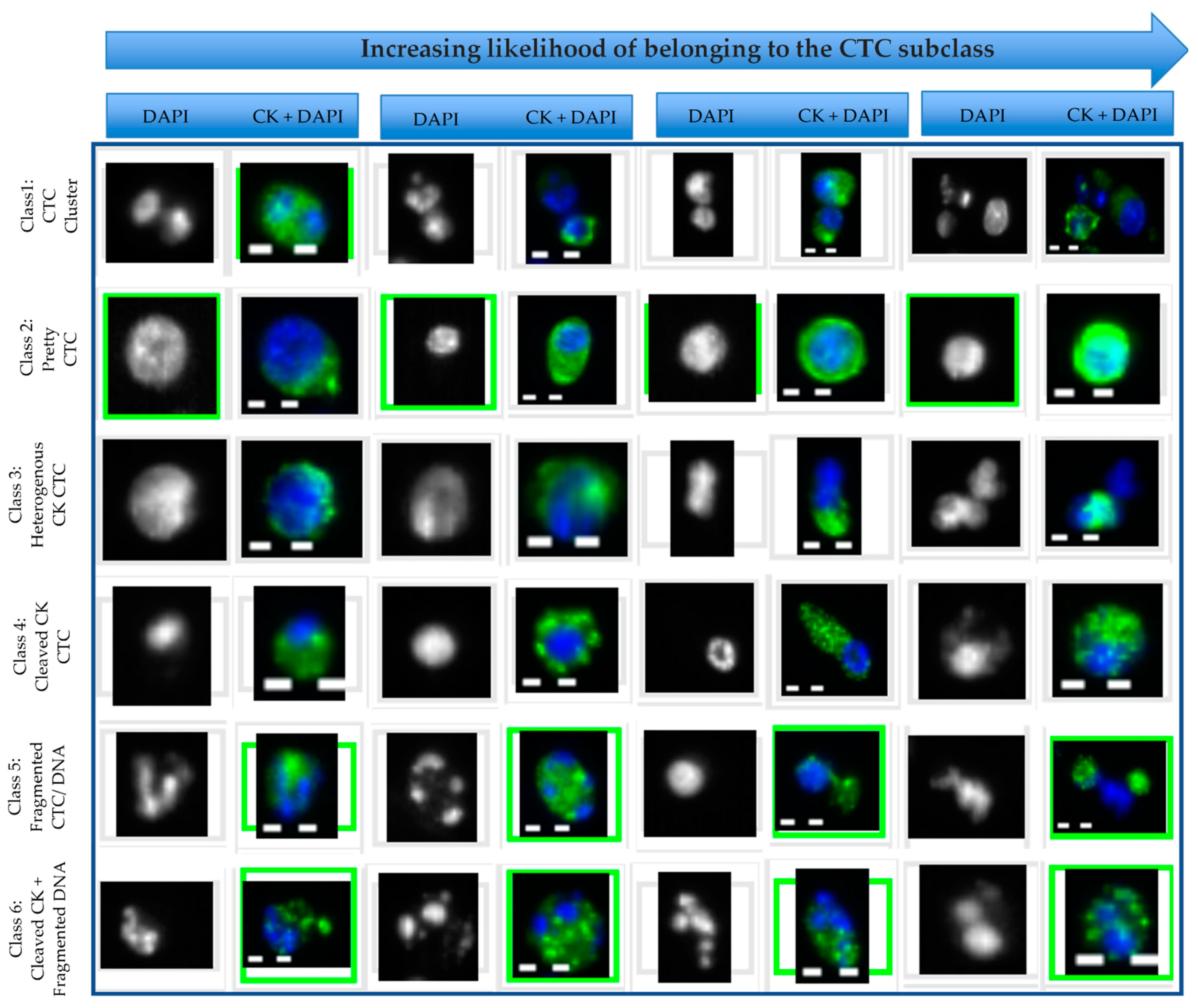 Cancers 14 04404 g005