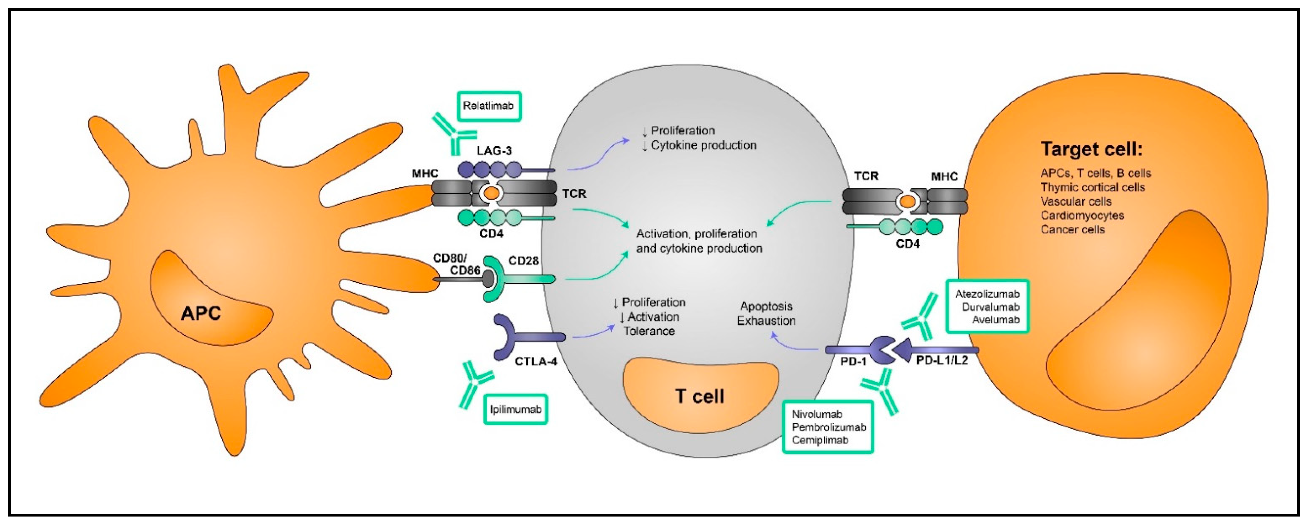 Cancers 14 04494 g001