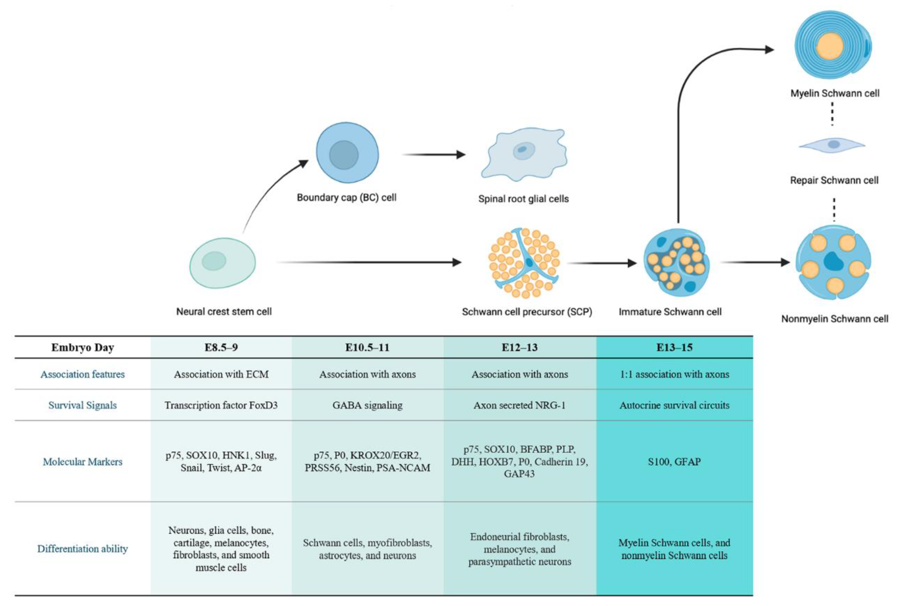 Cancers 14 04513 g001