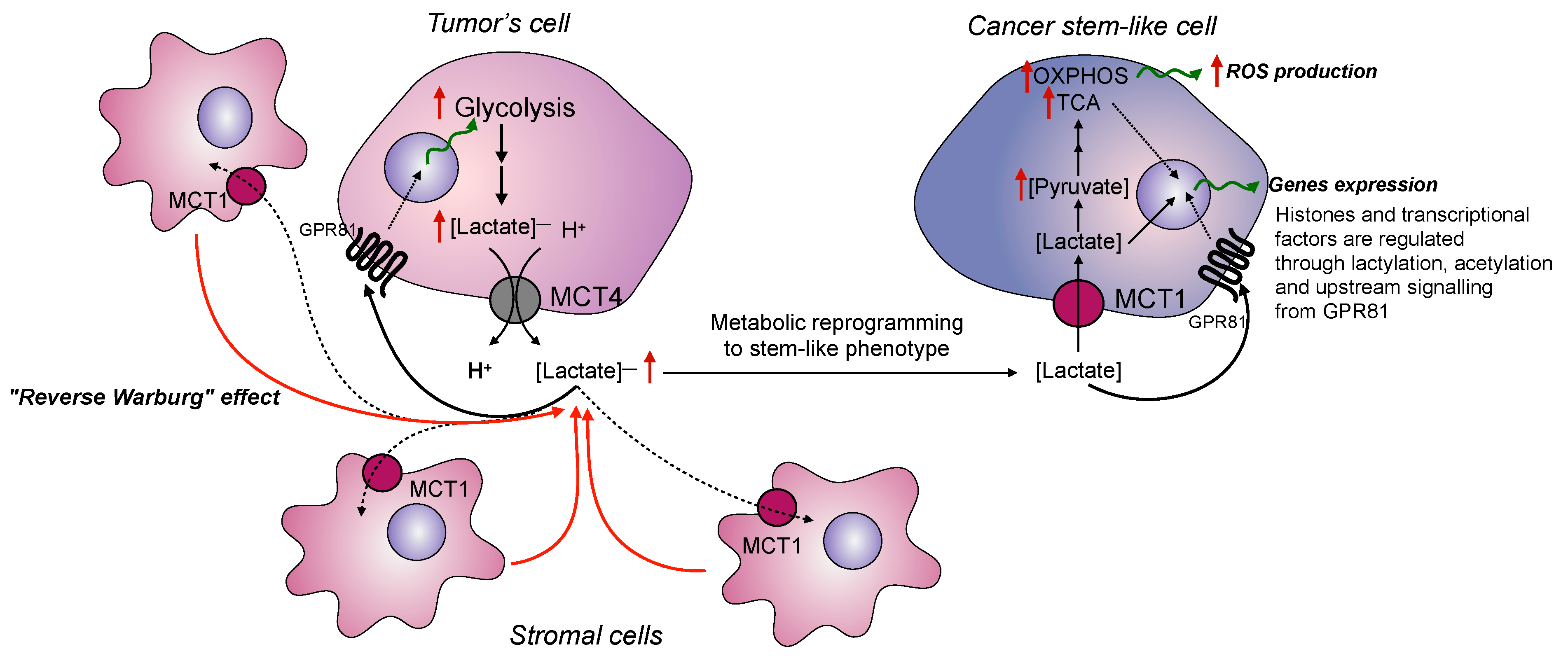 Cancers 14 04552 g001