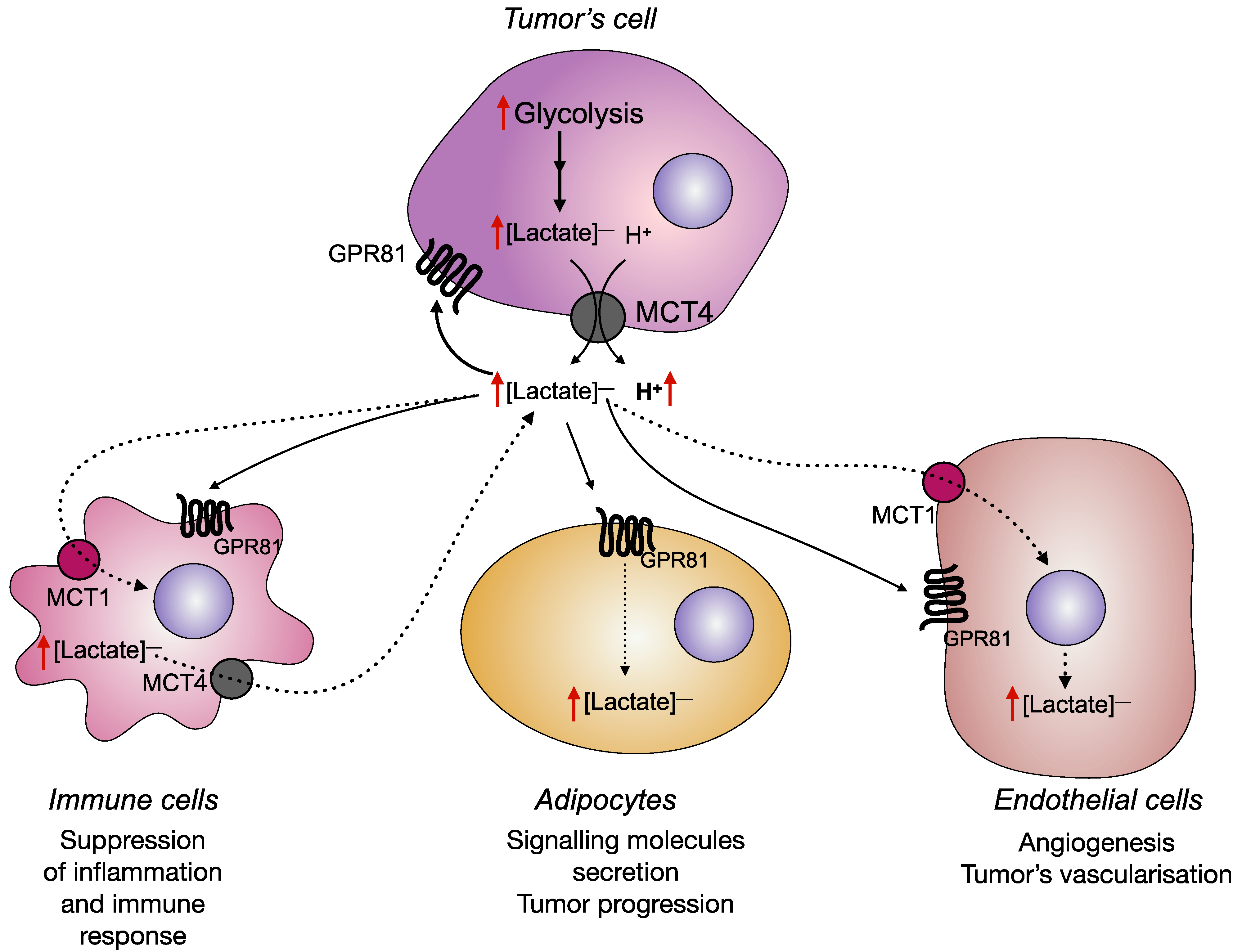 Cancers 14 04552 g002