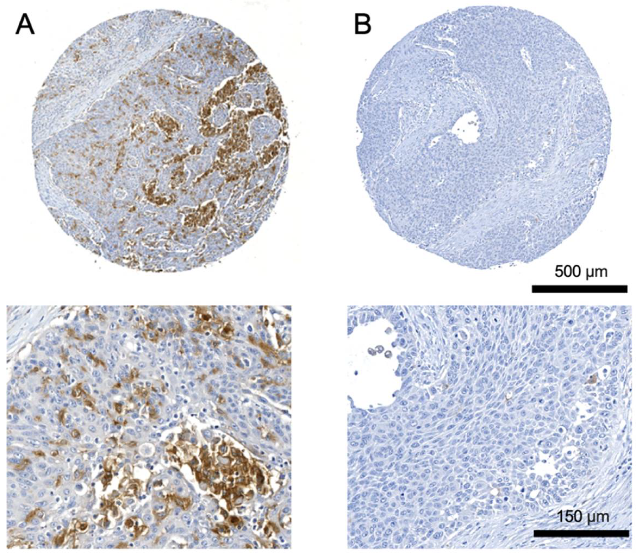 Cancers 14 04635 g001