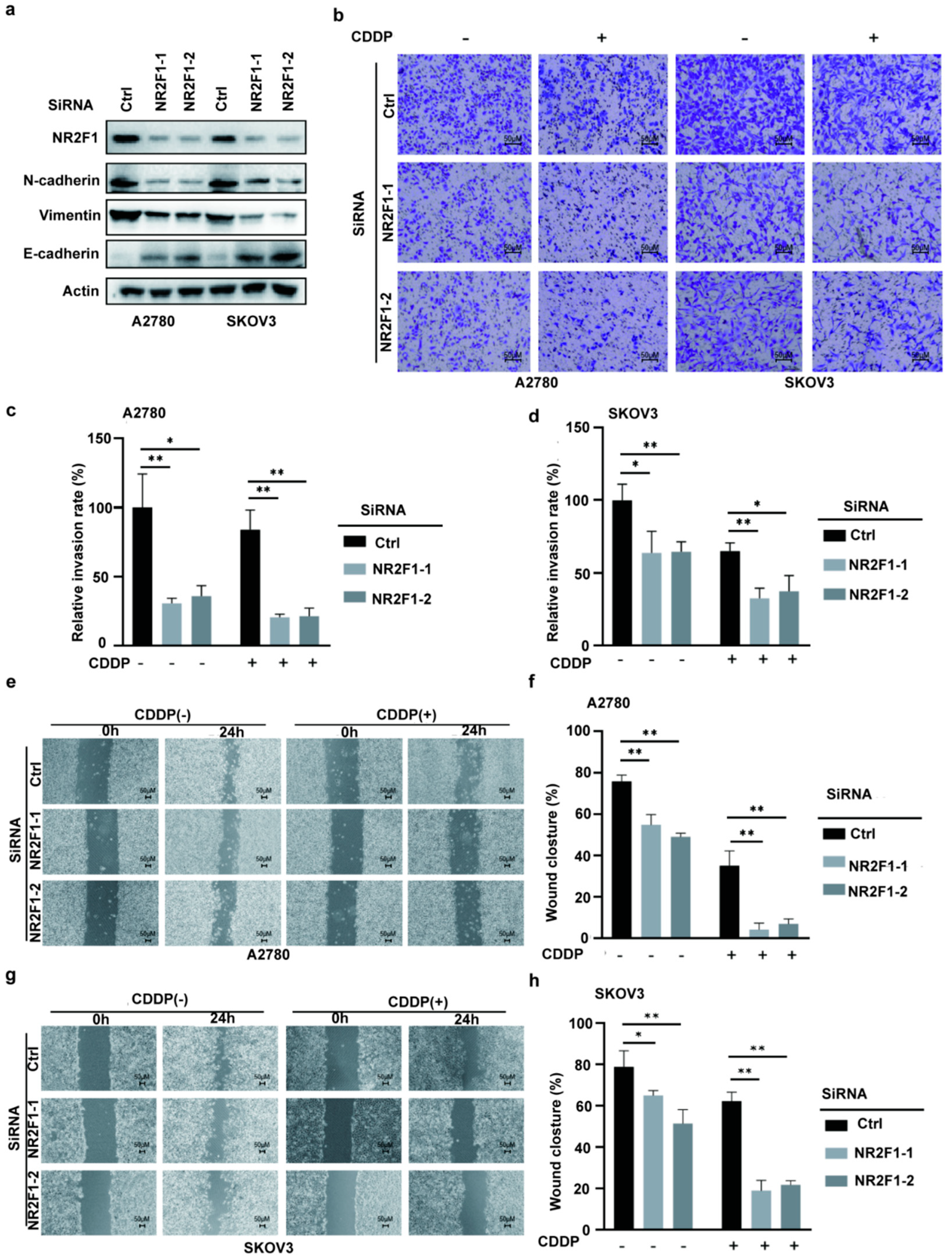 Cancers 14 04639 g005