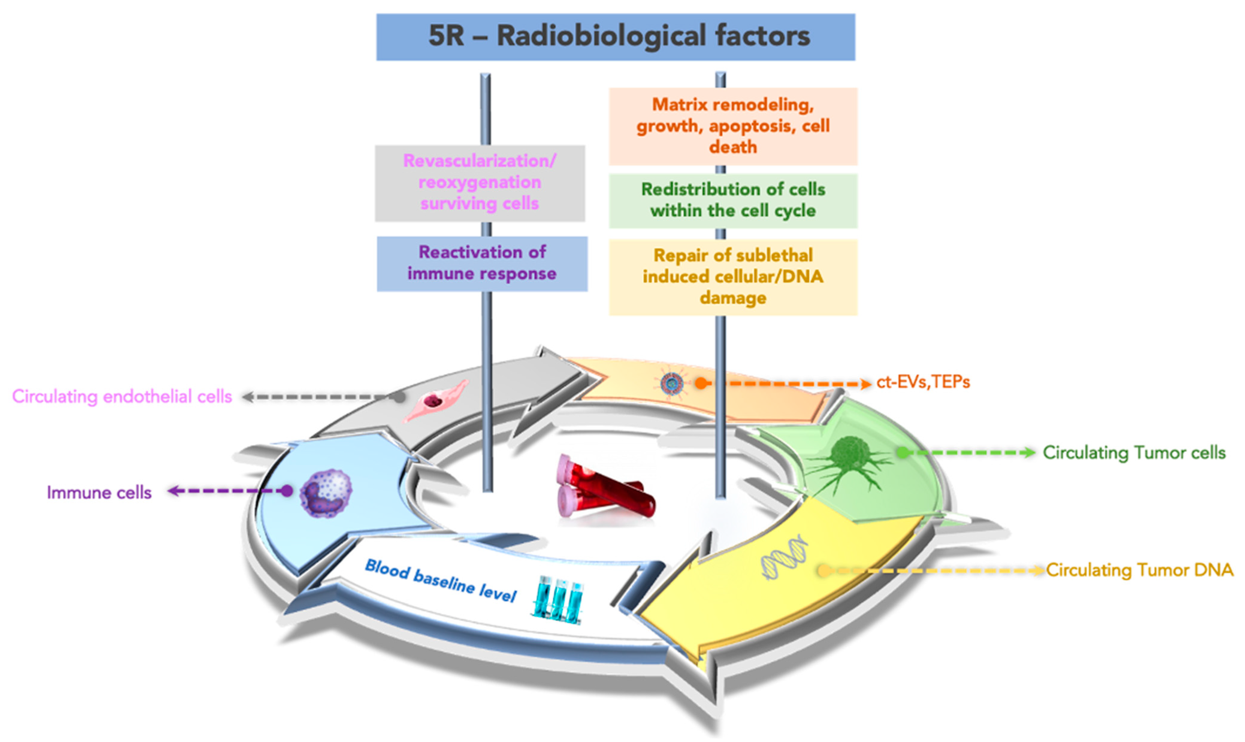 Cancers 14 04676 g003