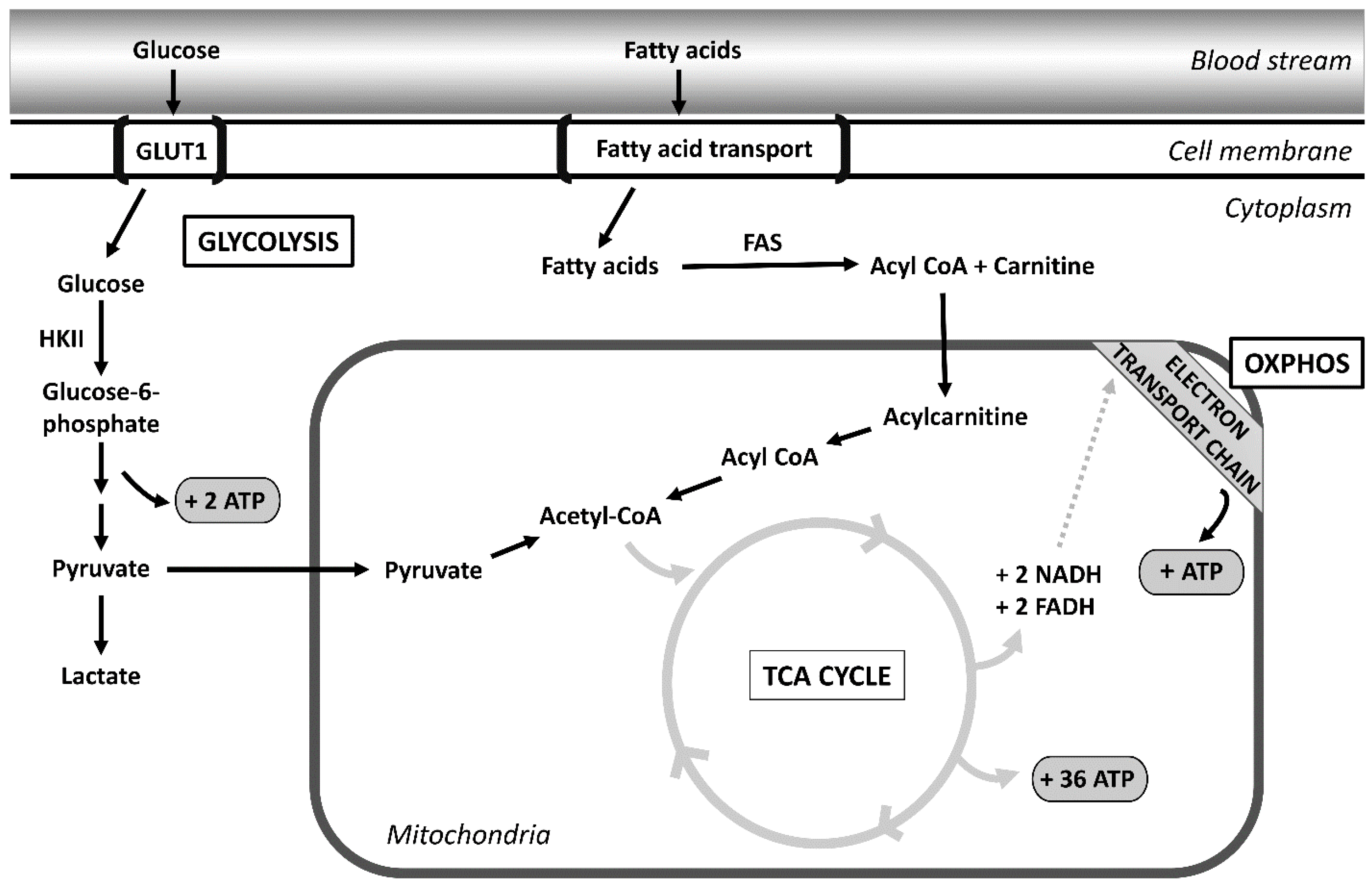 Cancers 14 04696 g001 Cancers 14 04696 g001