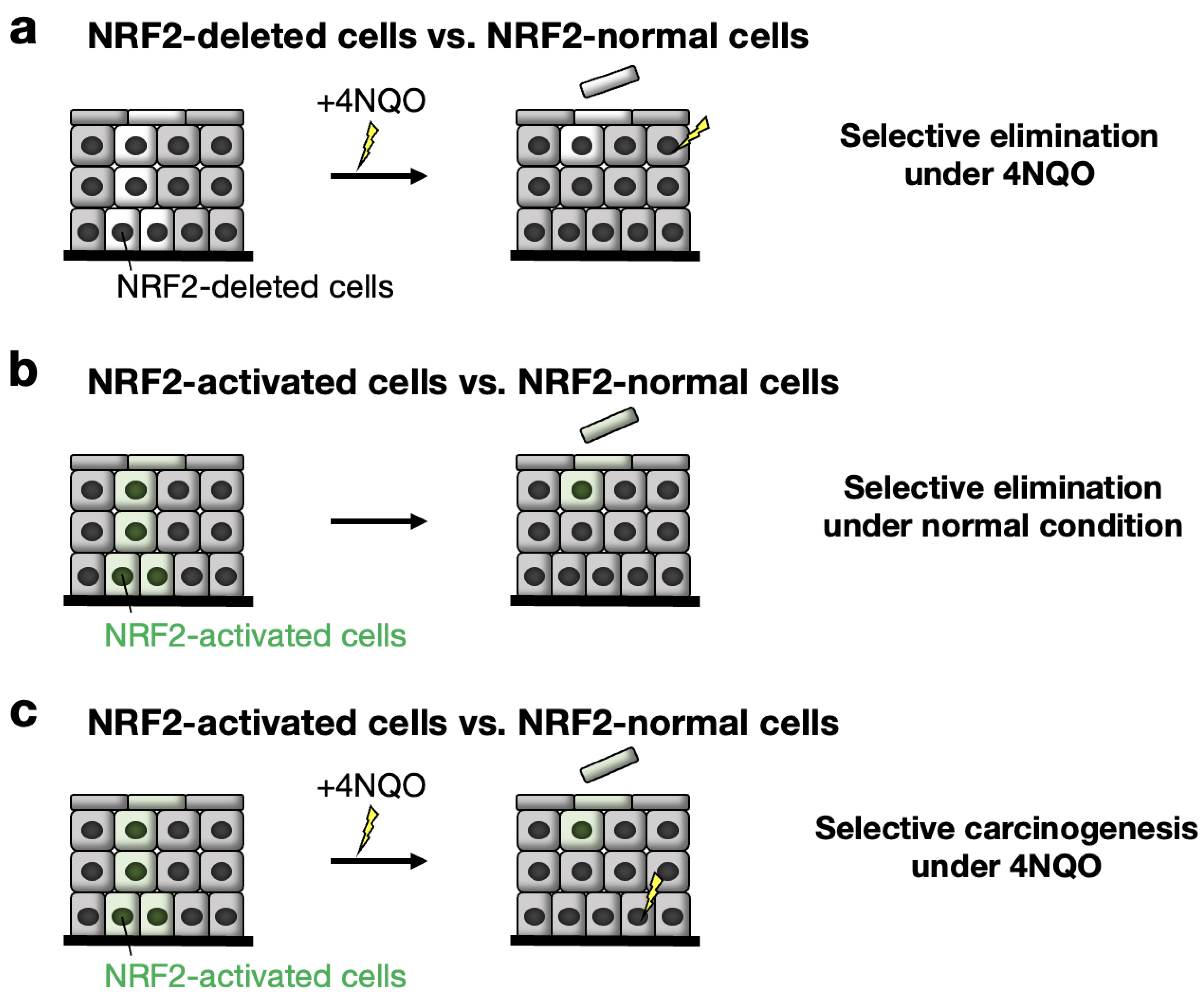 Cancers 14 04702 g006 Cancers 14 04702 g006