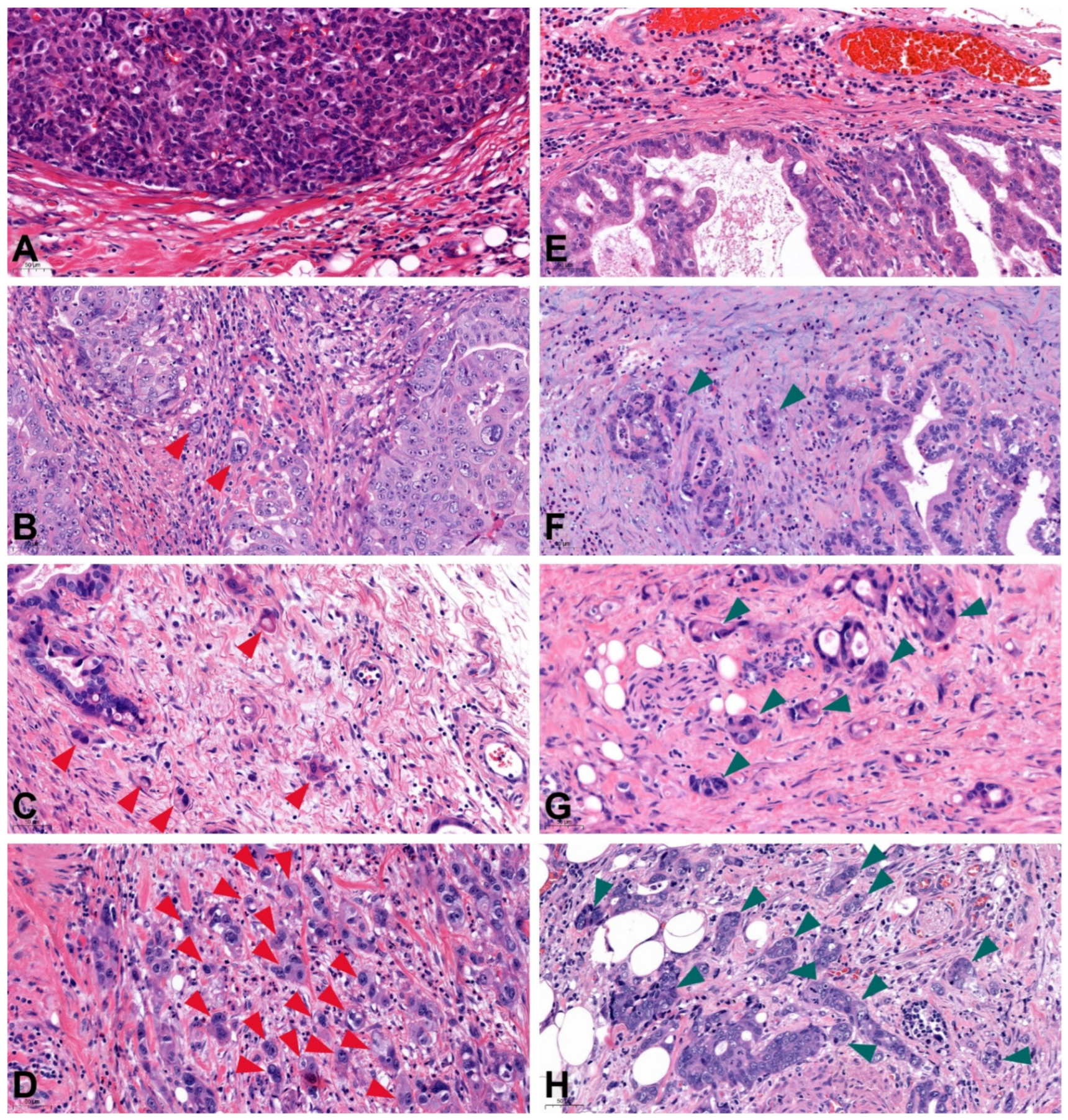 Cancers 14 04731 g001