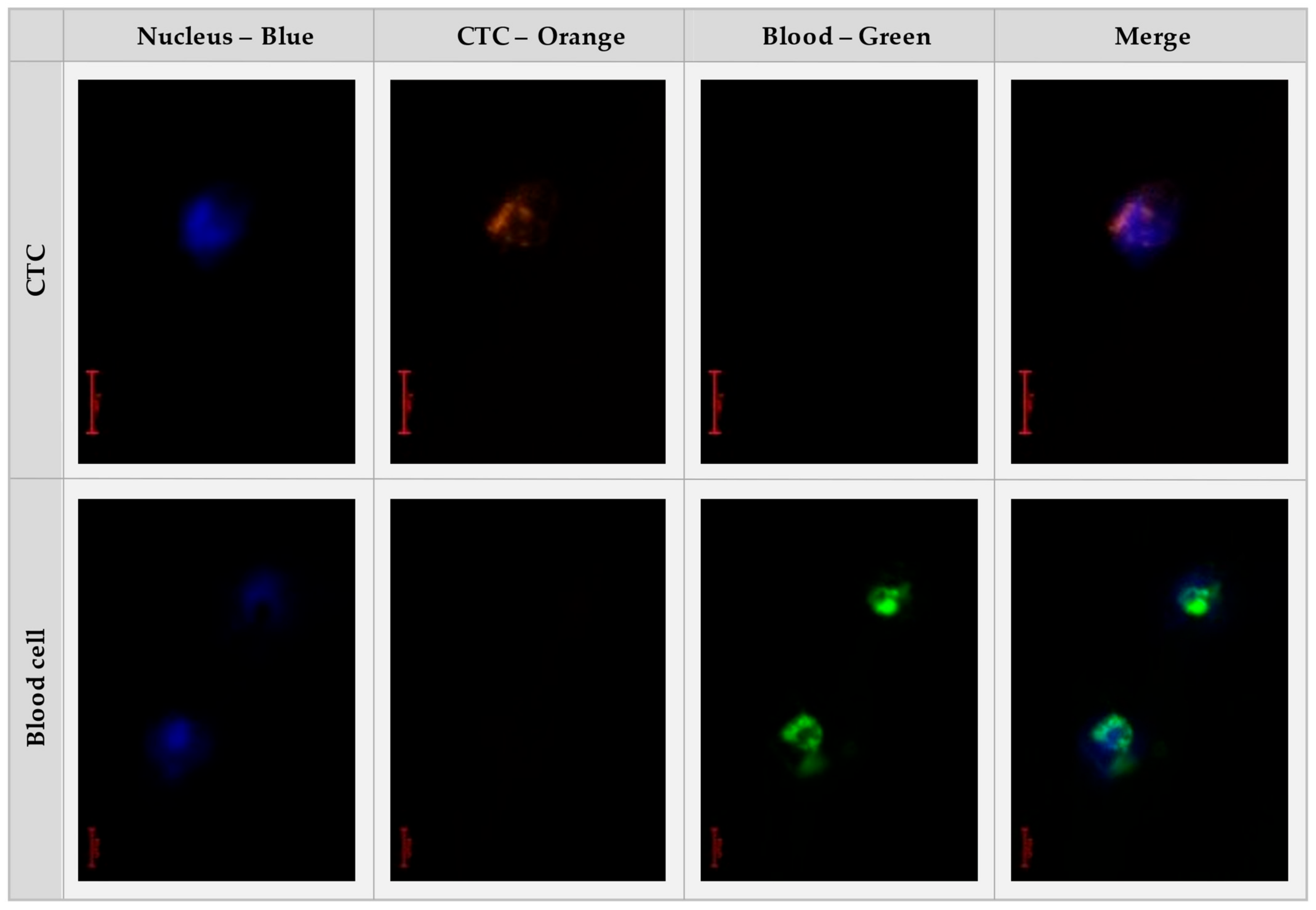 Cancers 14 04753 g004 Cancers 14 04753 g004