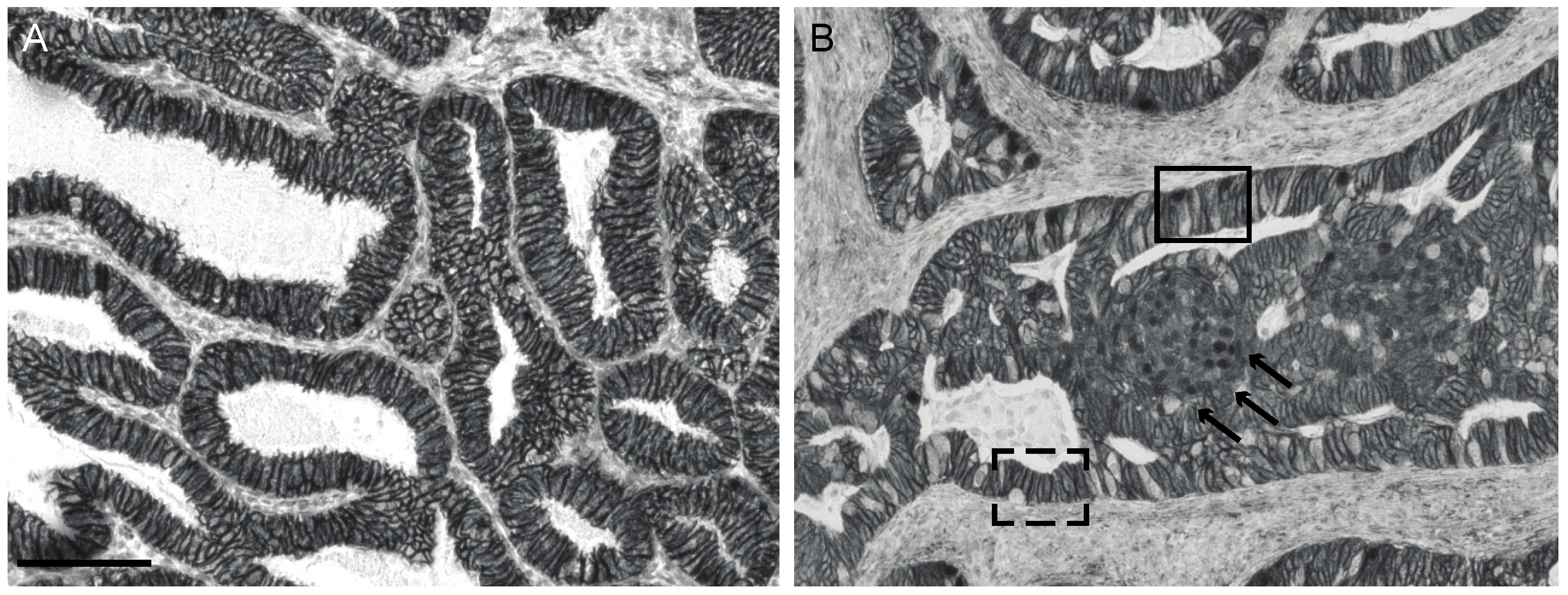 Cancers 14 04788 g001