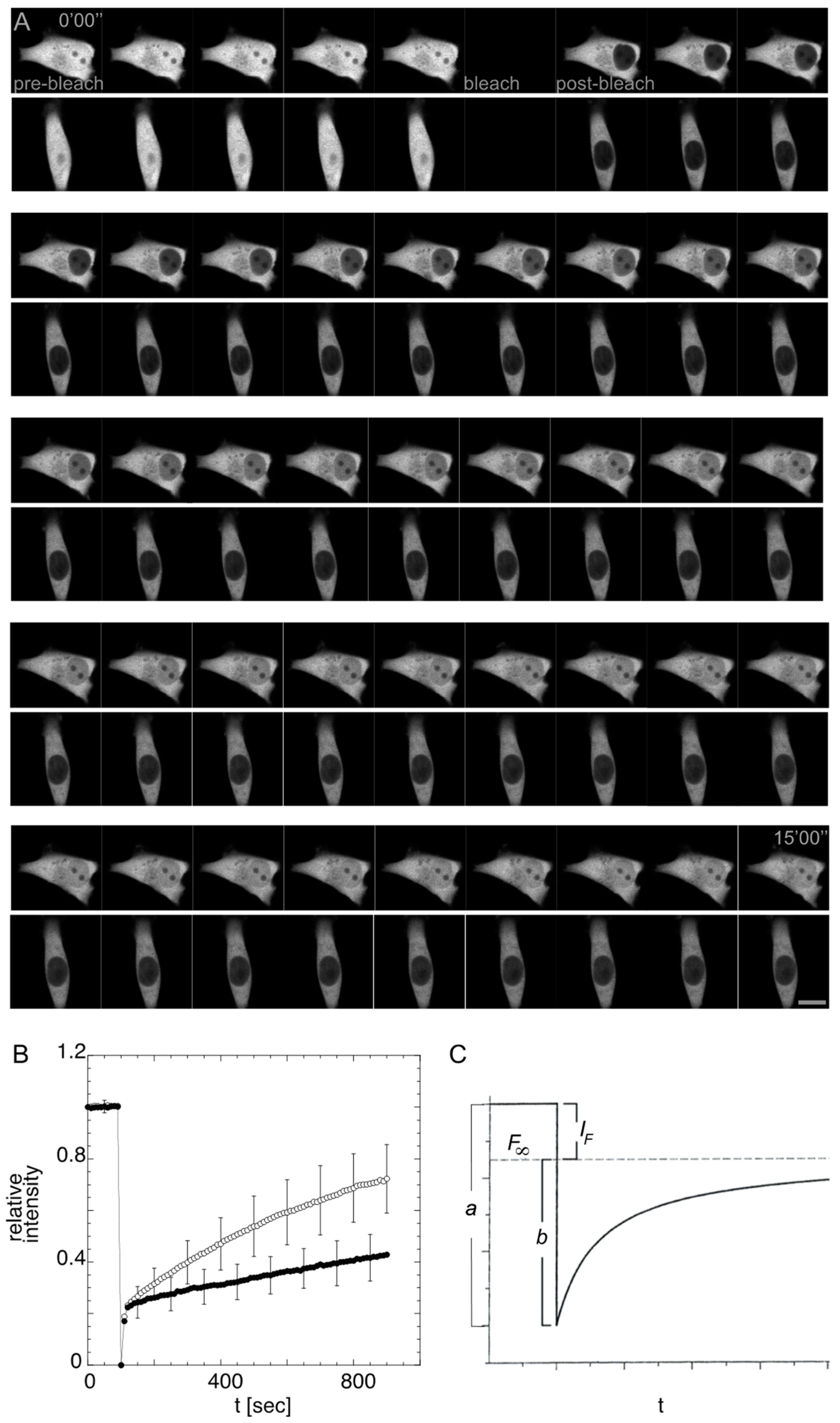 Cancers 14 04788 g002
