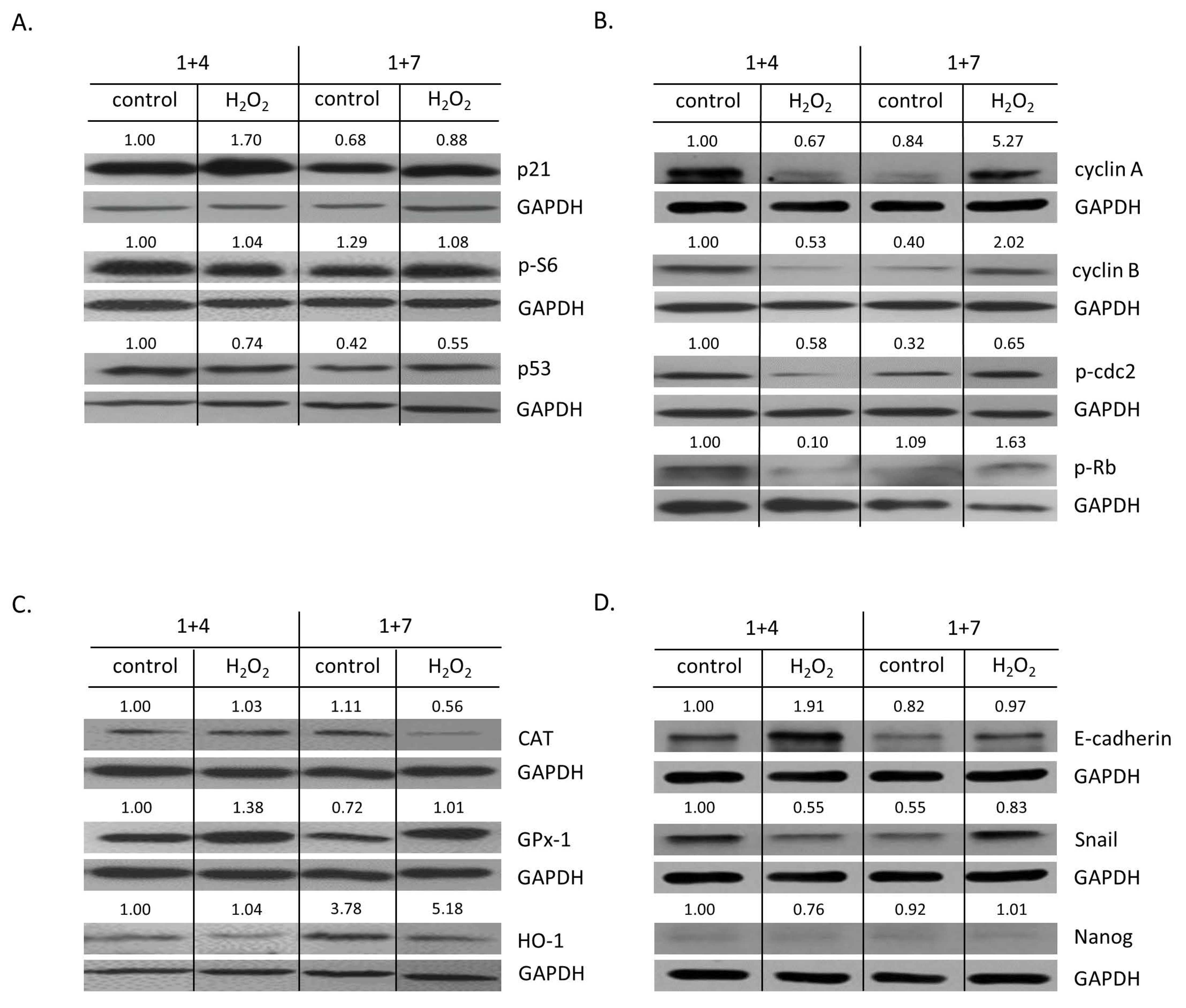 Cancers 14 04793 g005