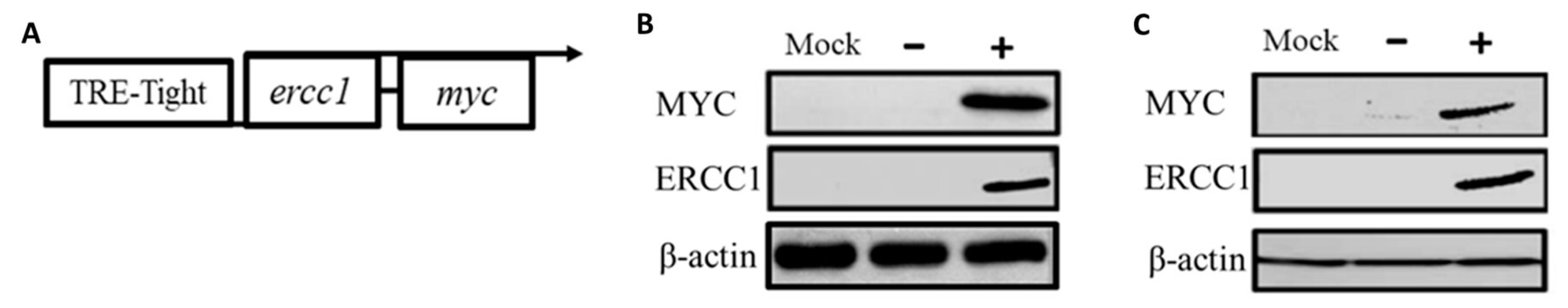 Cancers 14 04798 g001