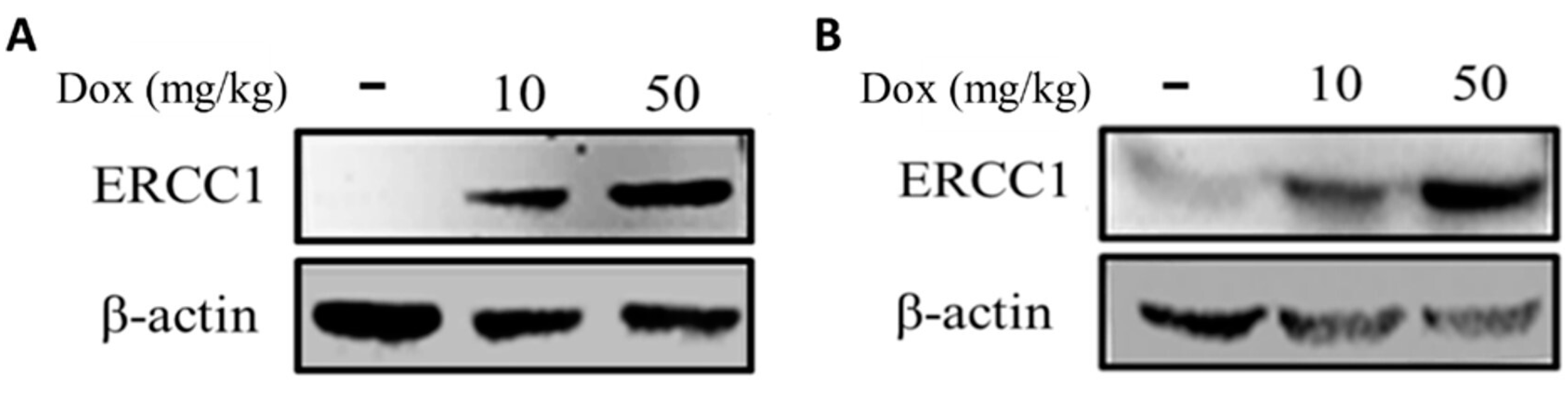 Cancers 14 04798 g005