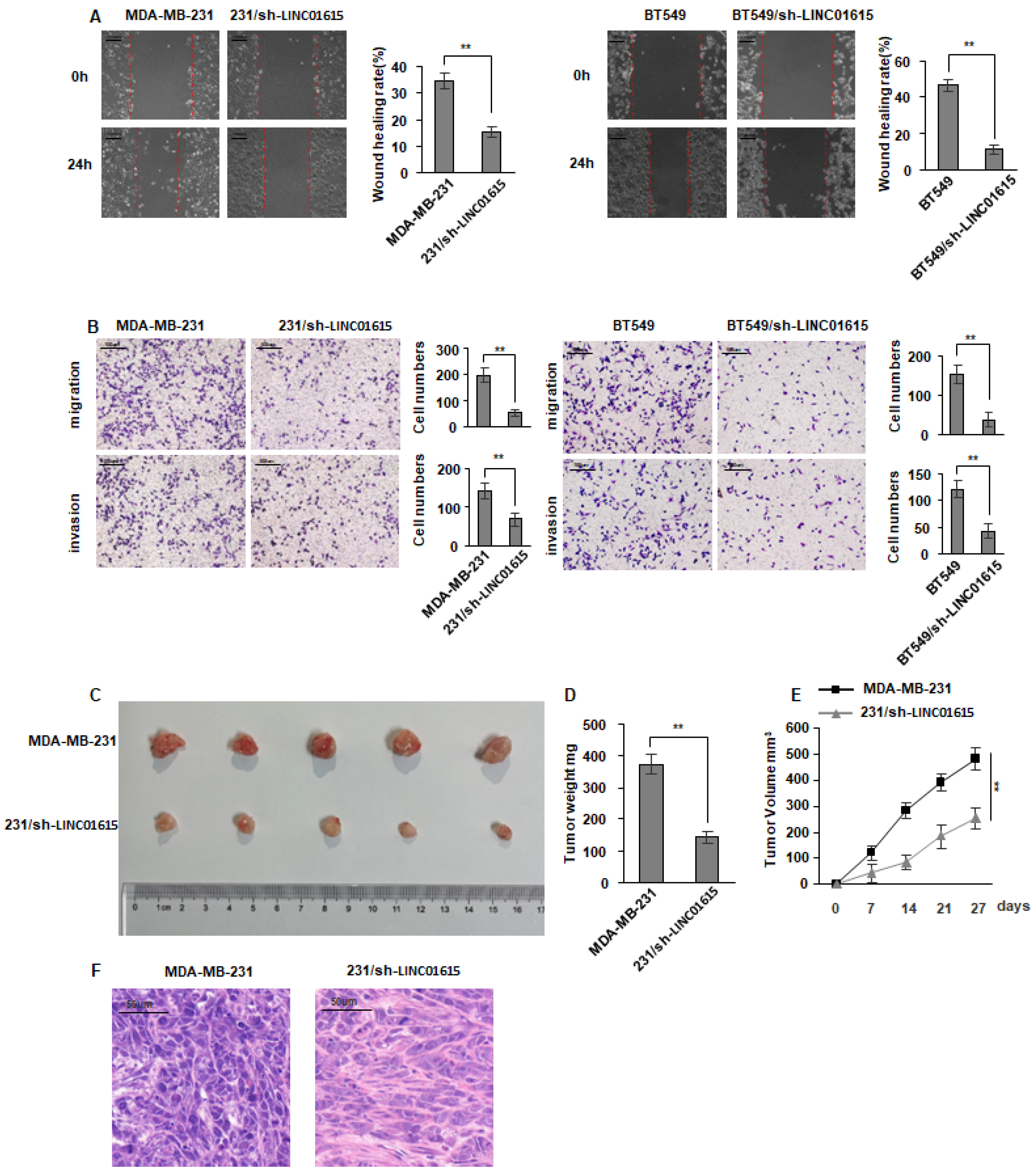 Cancers 14 04815 g003