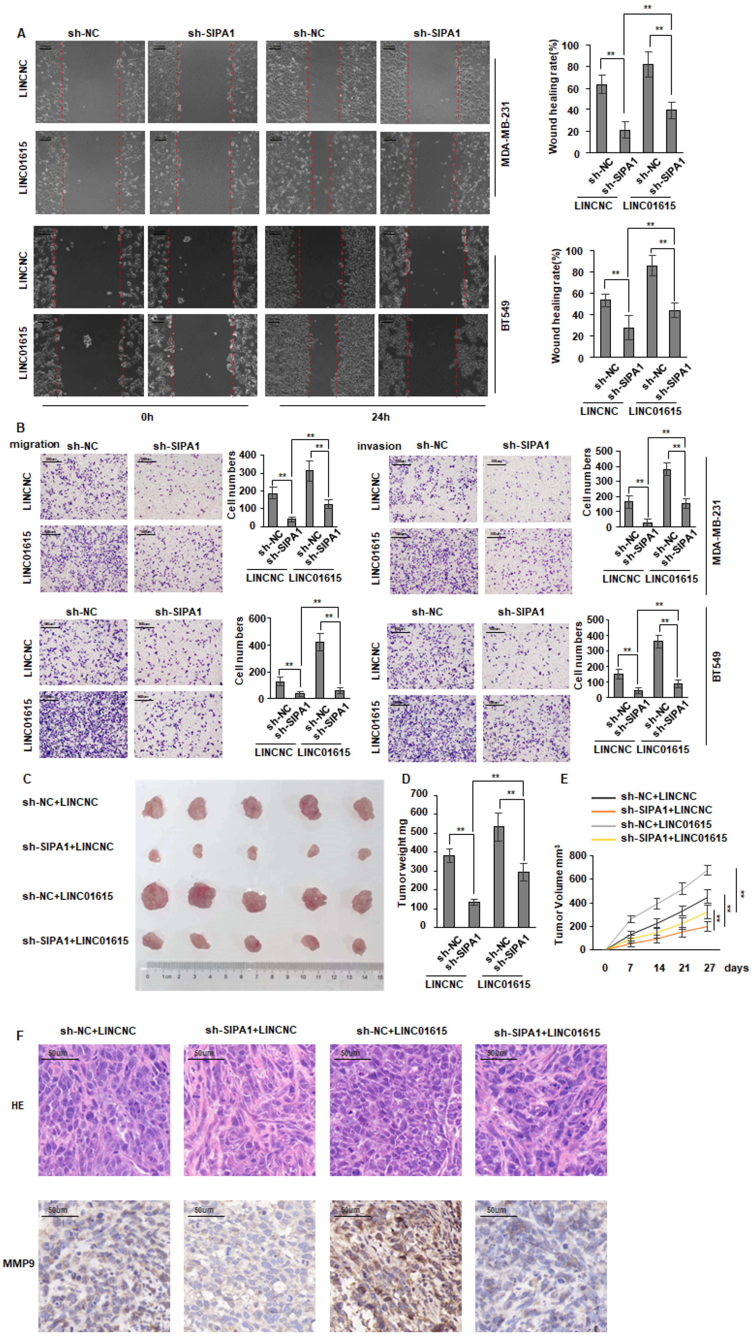 Cancers 14 04815 g004
