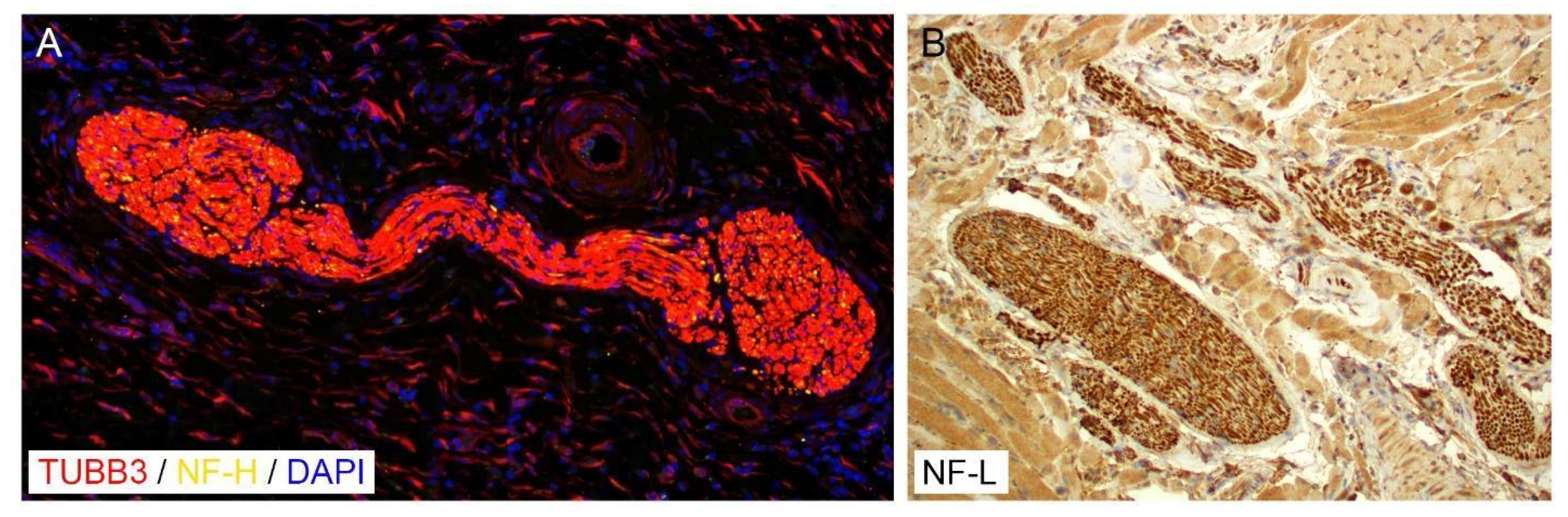 Cancers 14 04817 g002