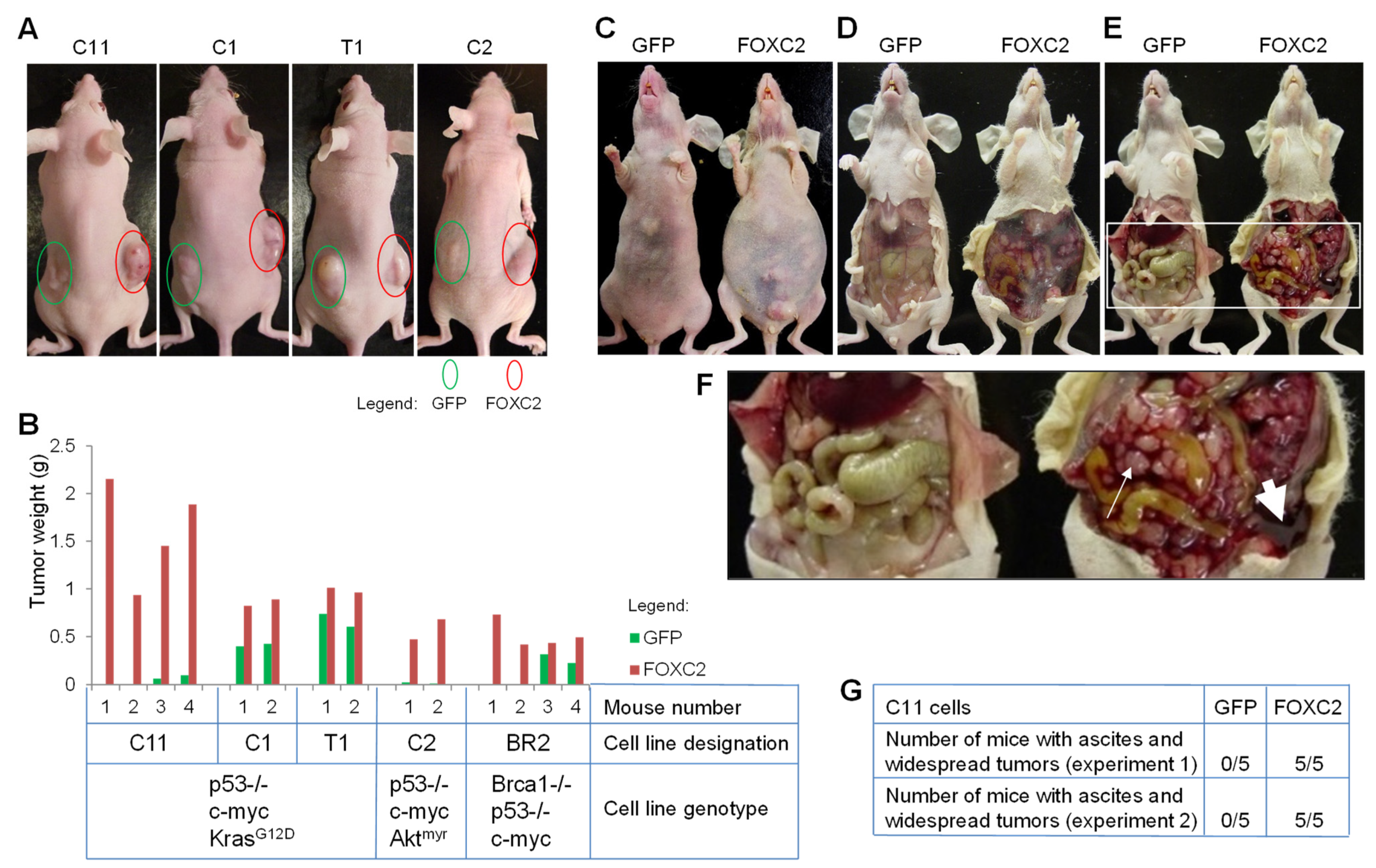 Cancers 14 04851 g003 Cancers 14 04851 g003