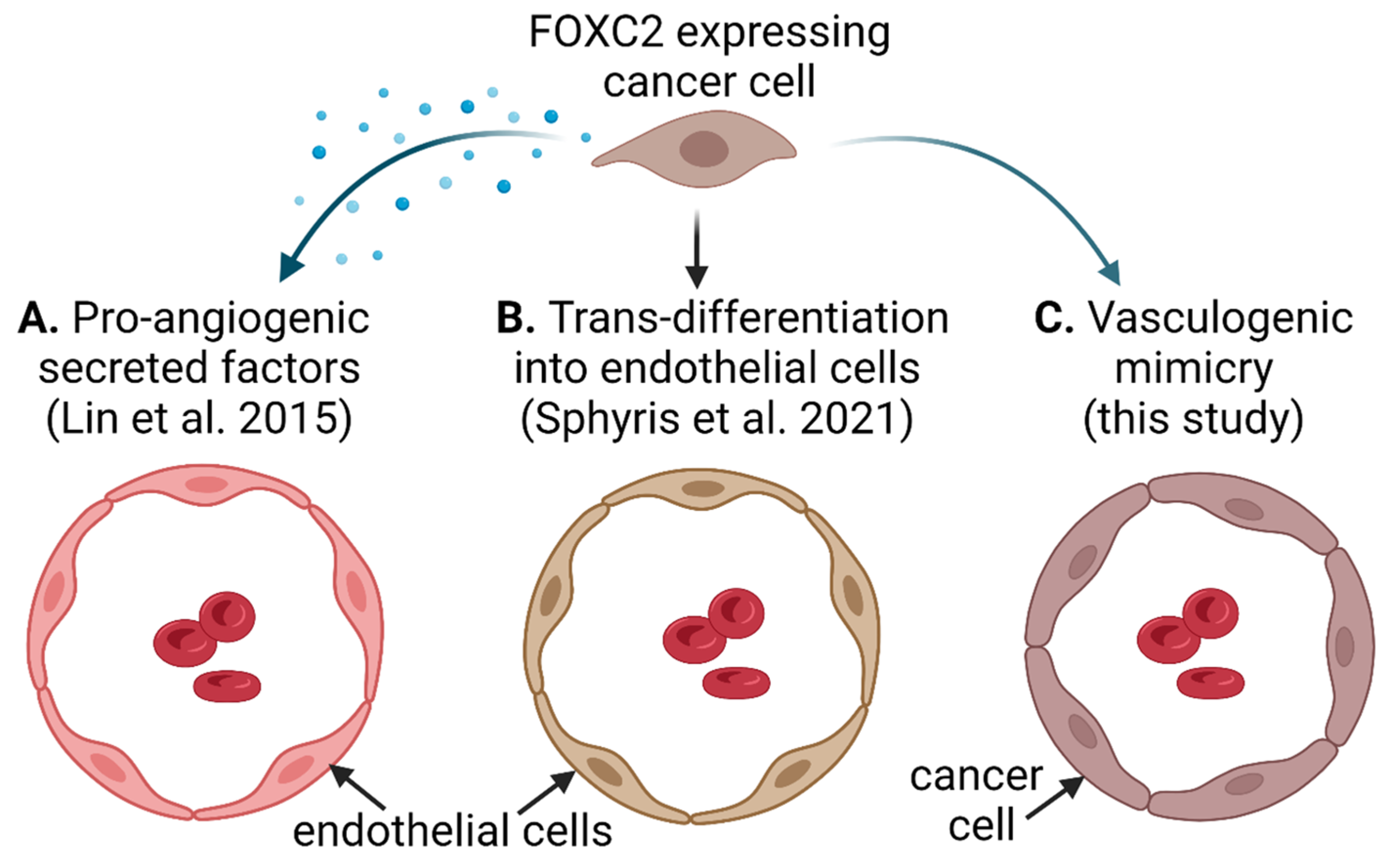 Cancers 14 04851 g007 Cancers 14 04851 g007