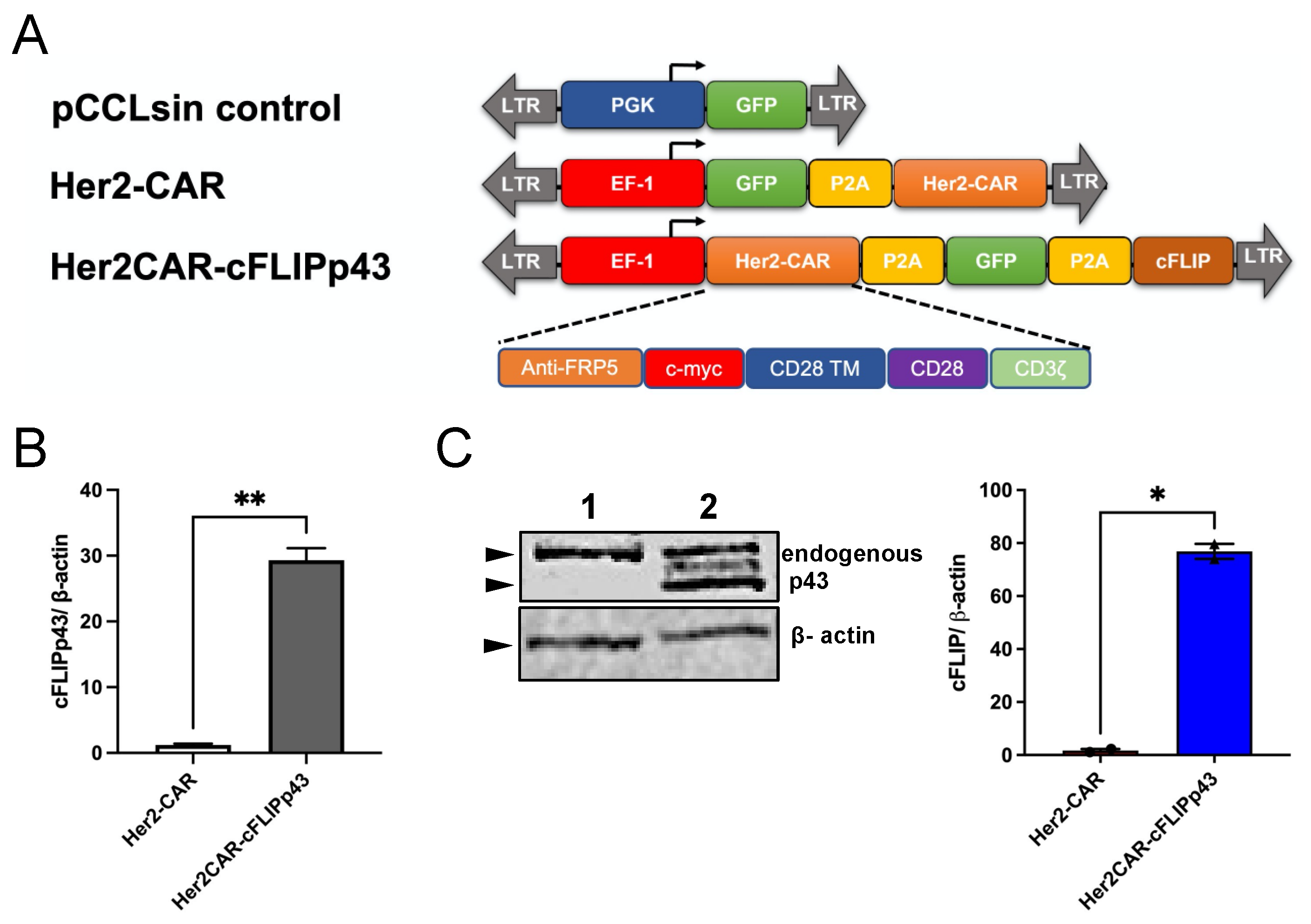 Cancers 14 04854 g001