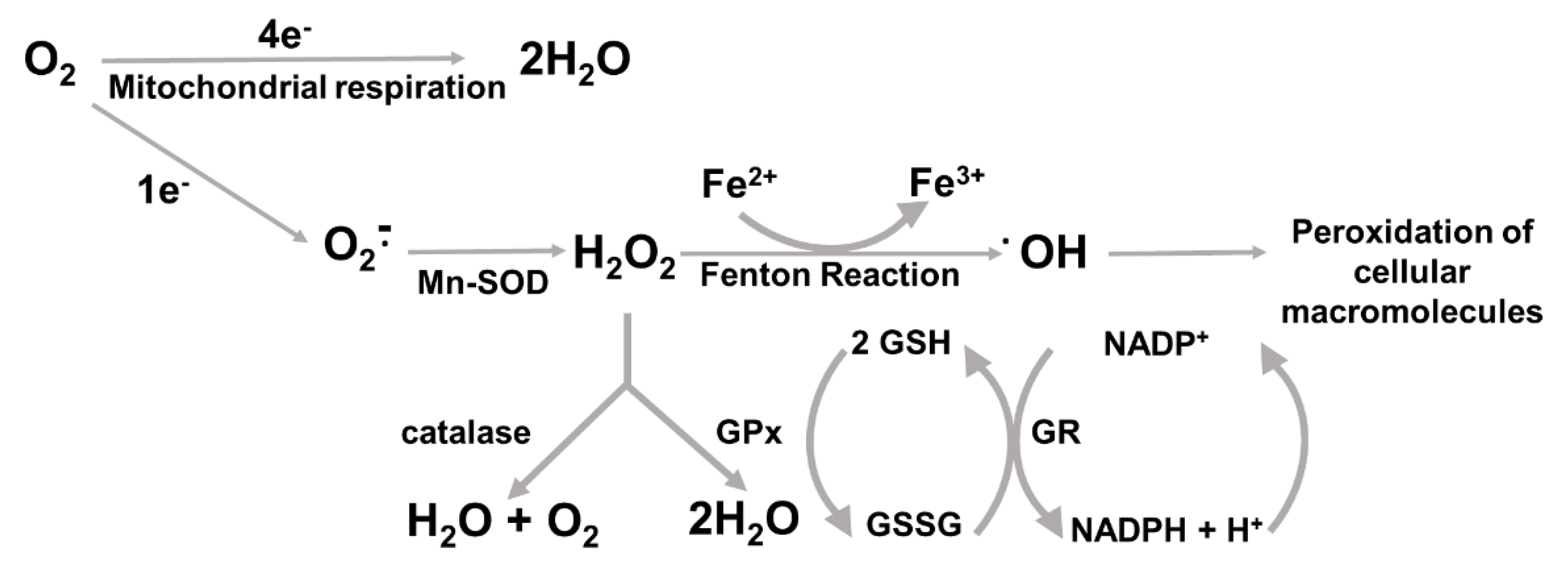 Cancers 14 04881 g002