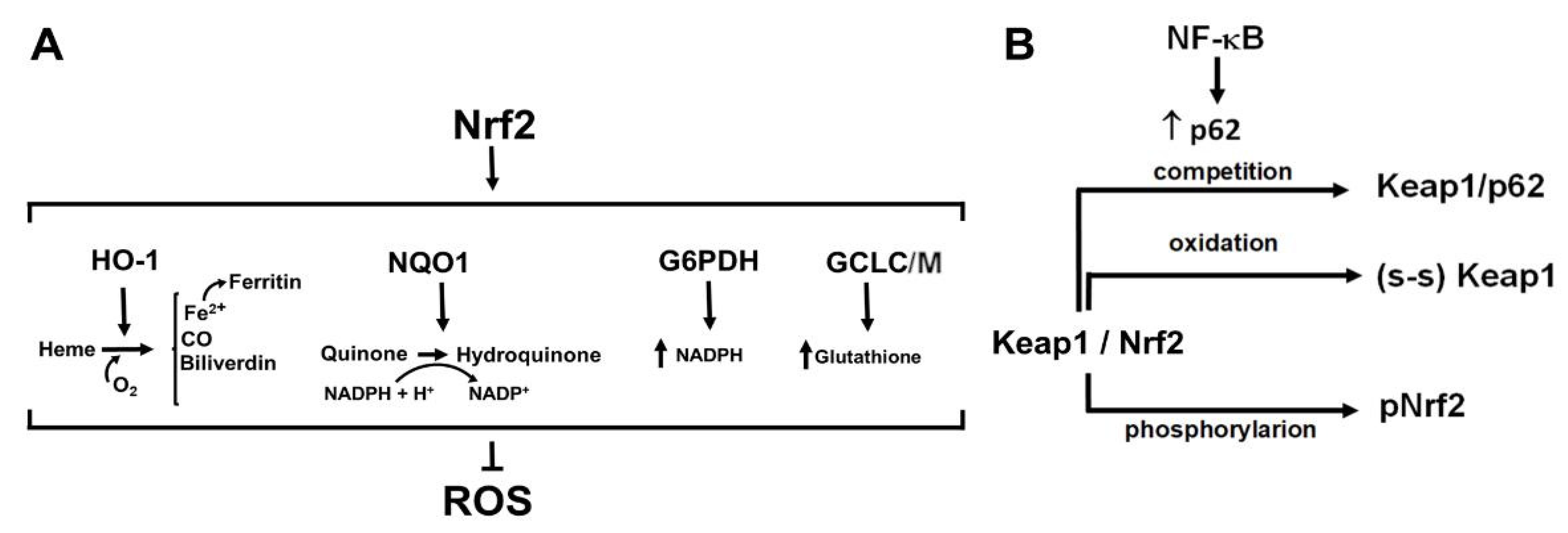 Cancers 14 04881 g003