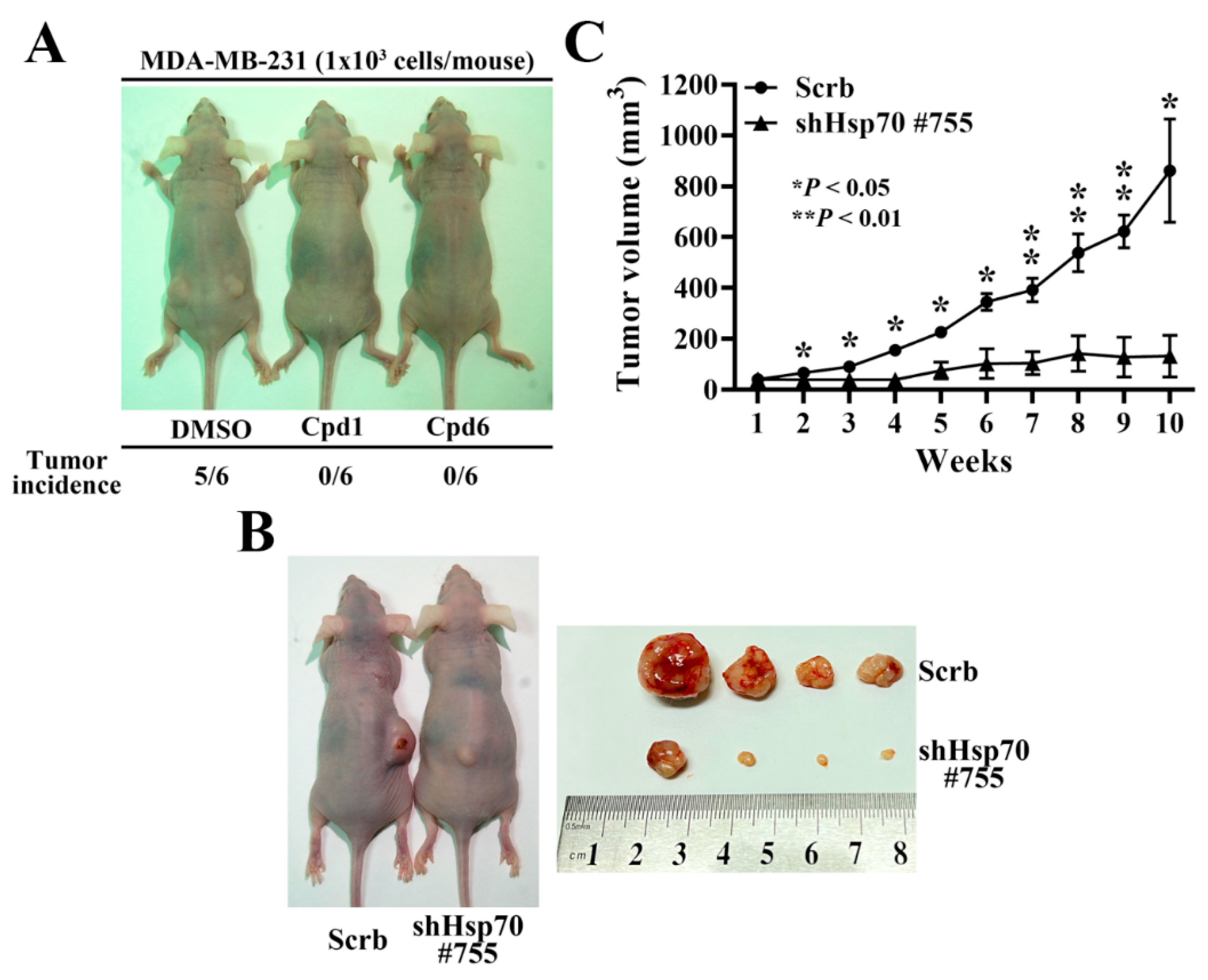Cancers 14 04898 g007
