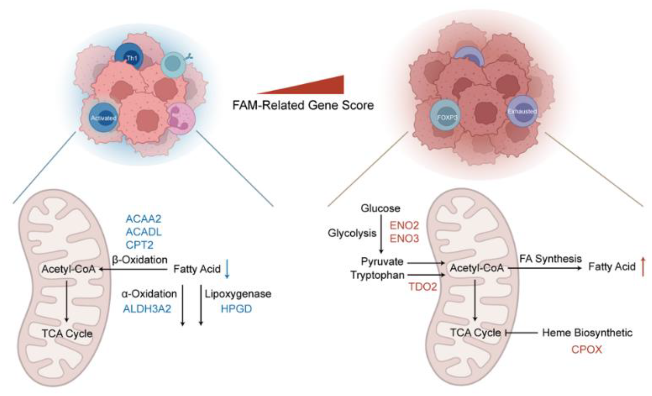 Cancers 14 04943 g005