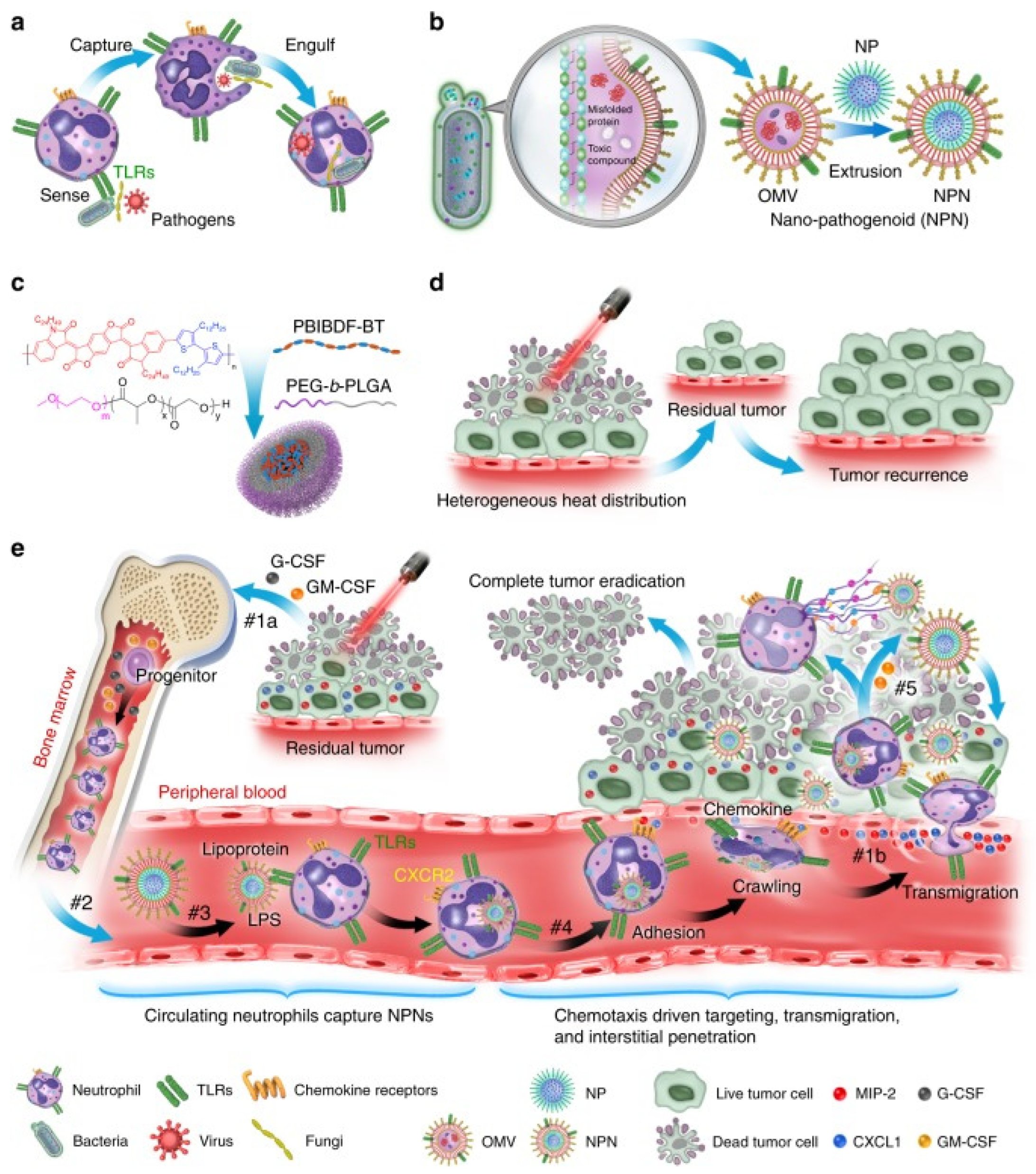 Cancers 14 04945 g001