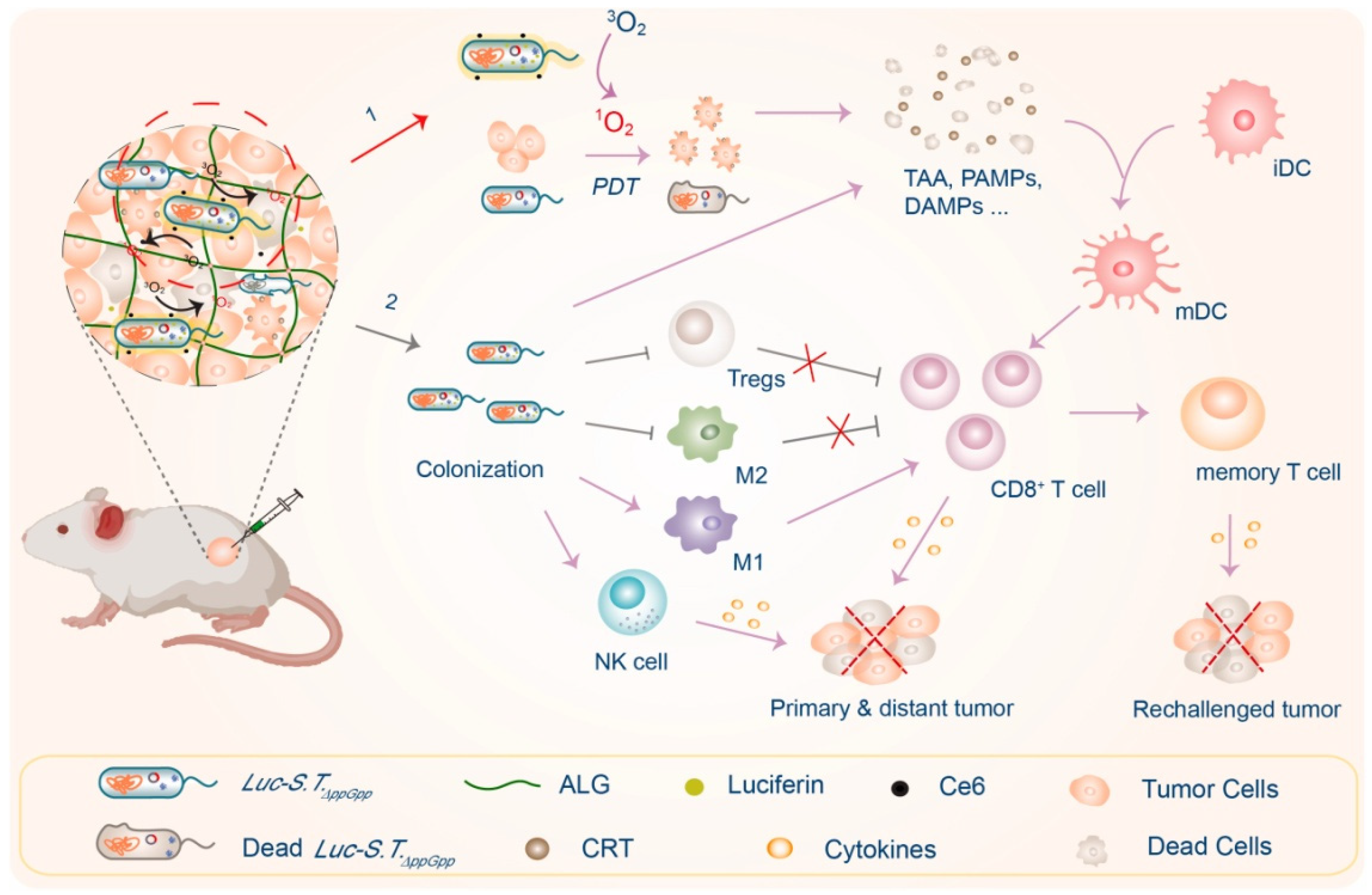 Cancers 14 04945 g006