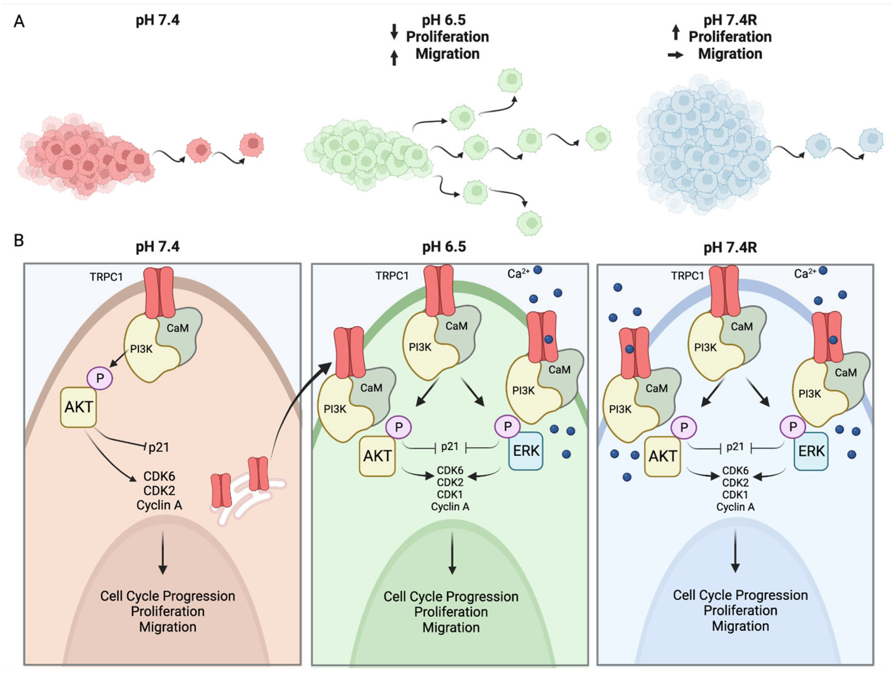 Cancers 14 04946 g011