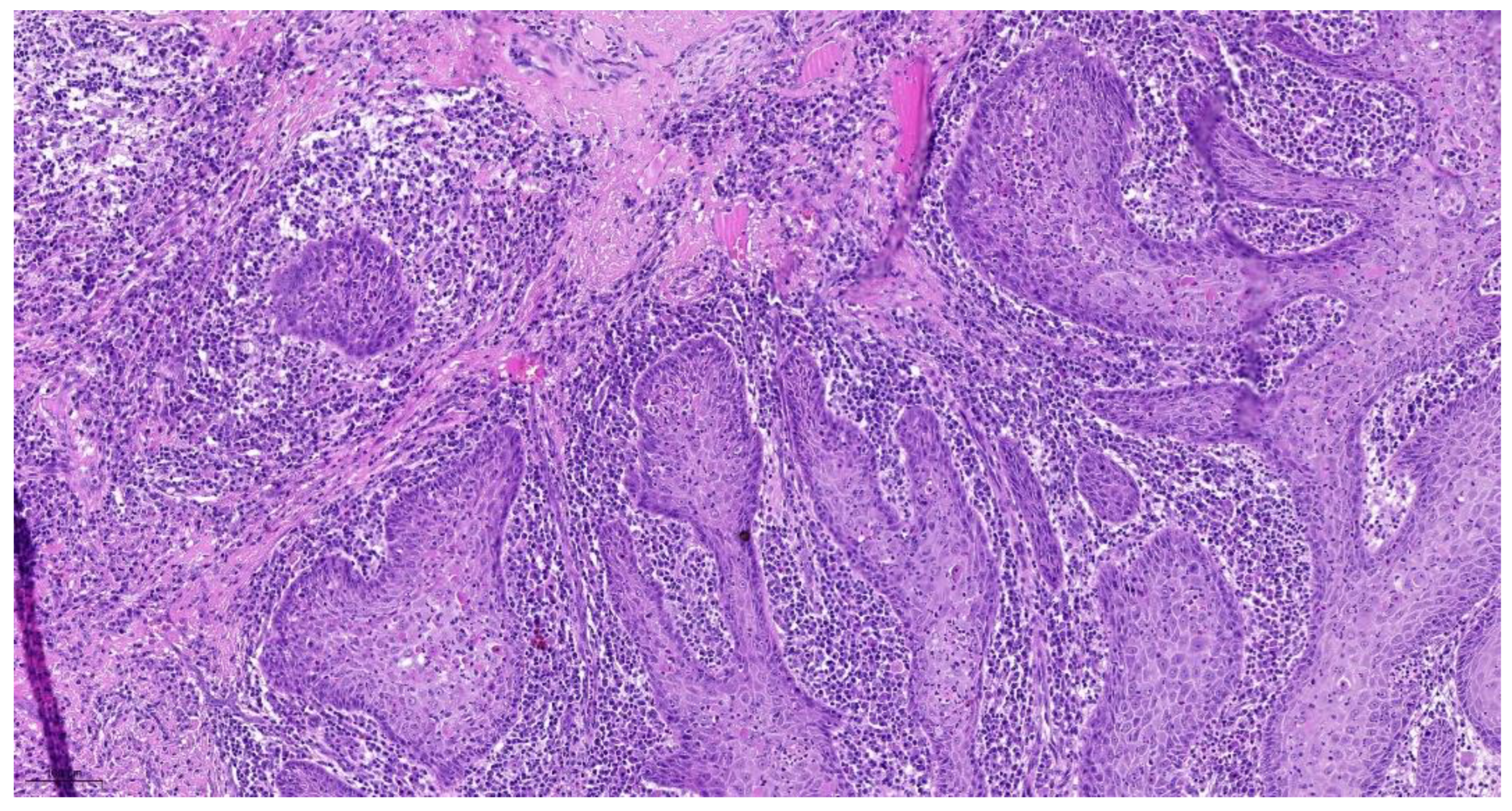 Cancers 14 04949 g001