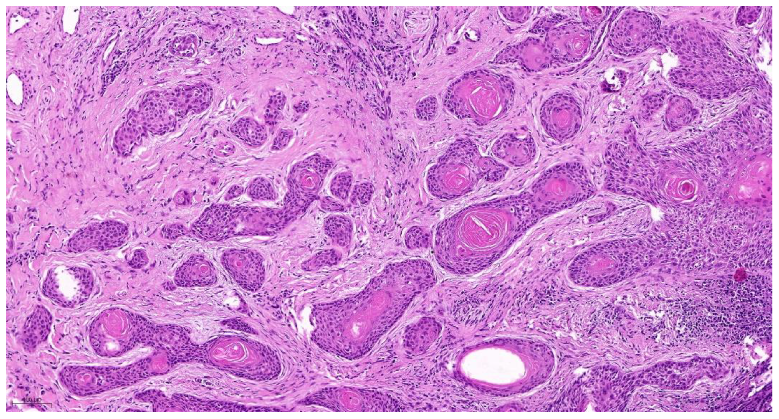 Cancers 14 04949 g002