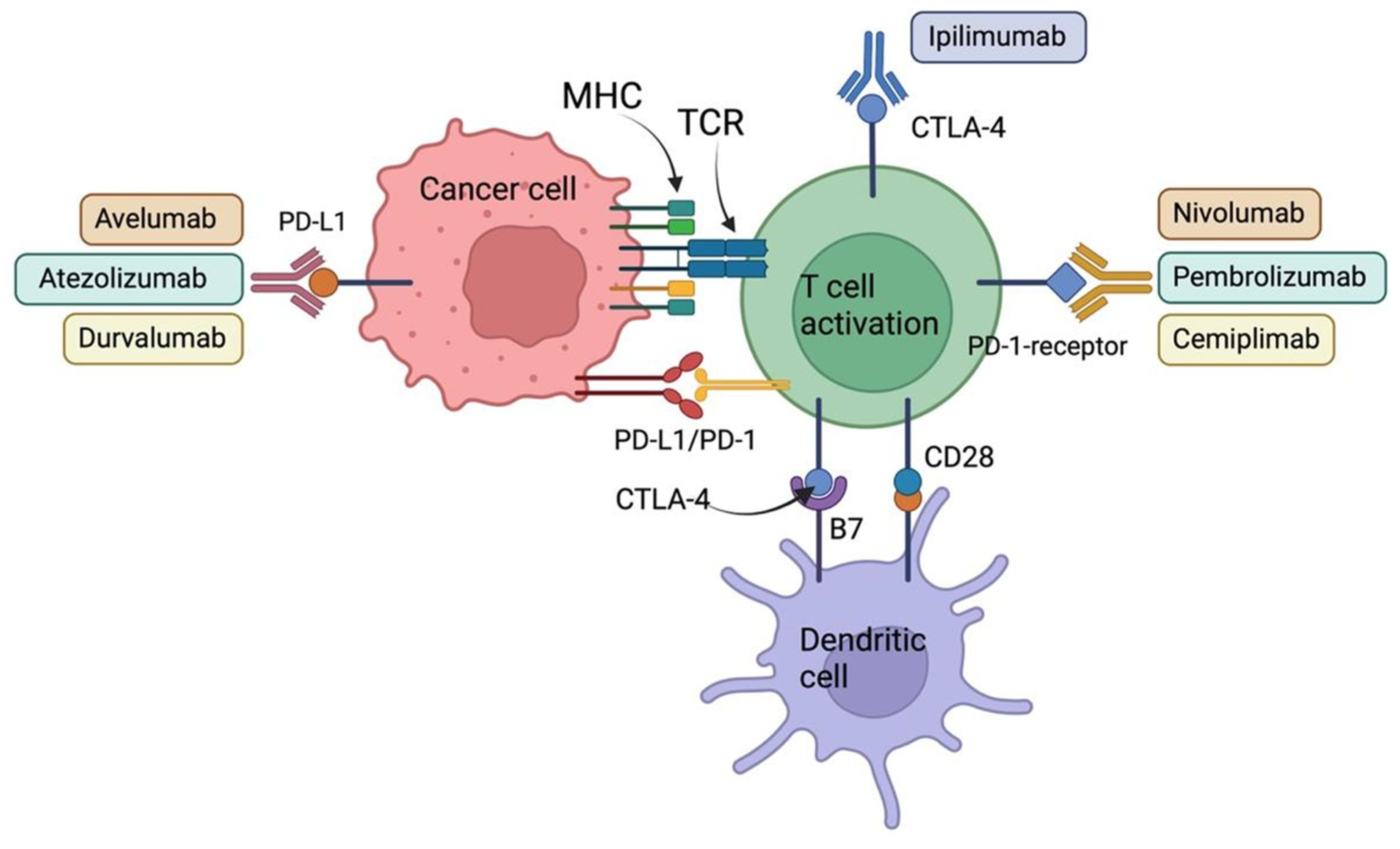 Cancers 14 04985 g002