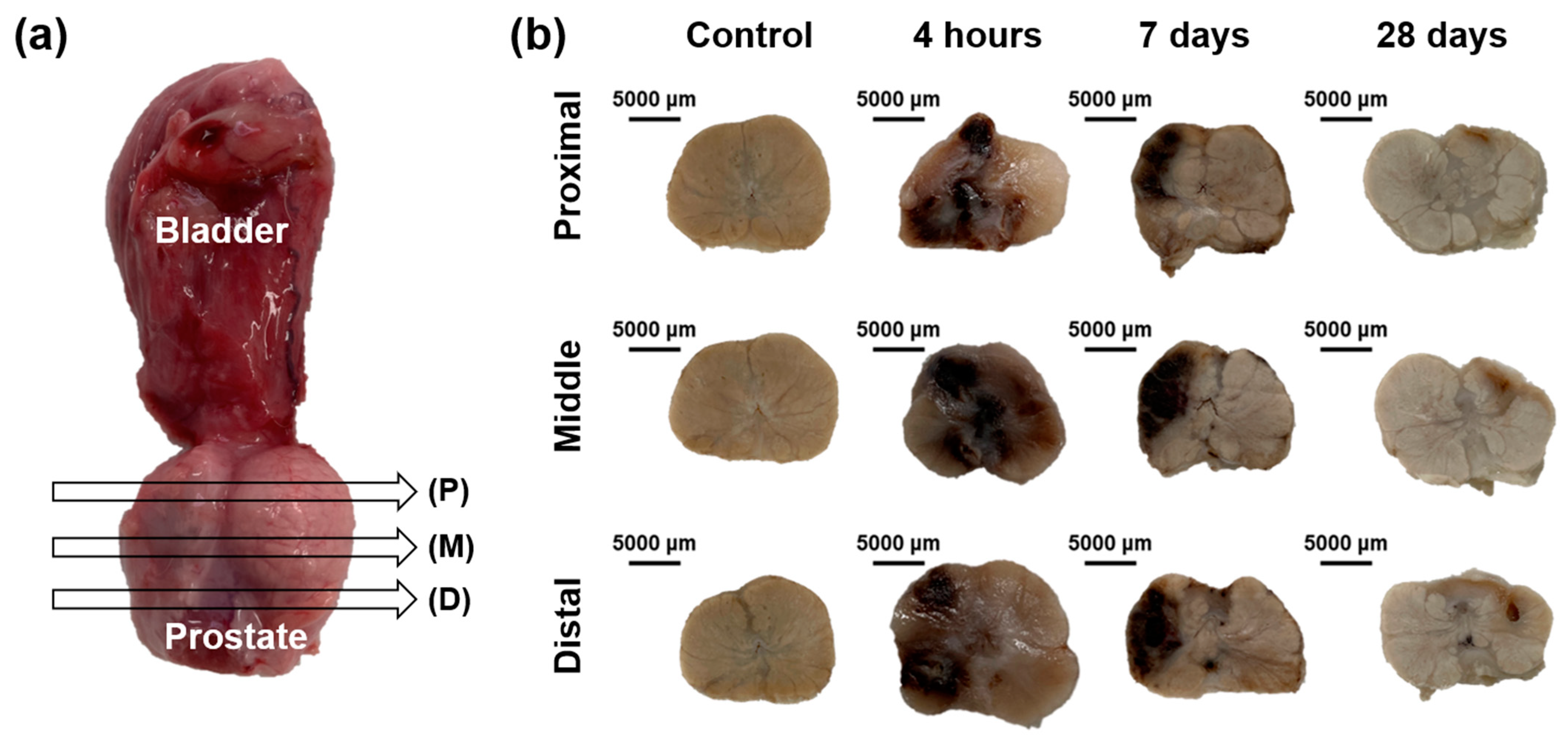 Cancers 14 04987 g004