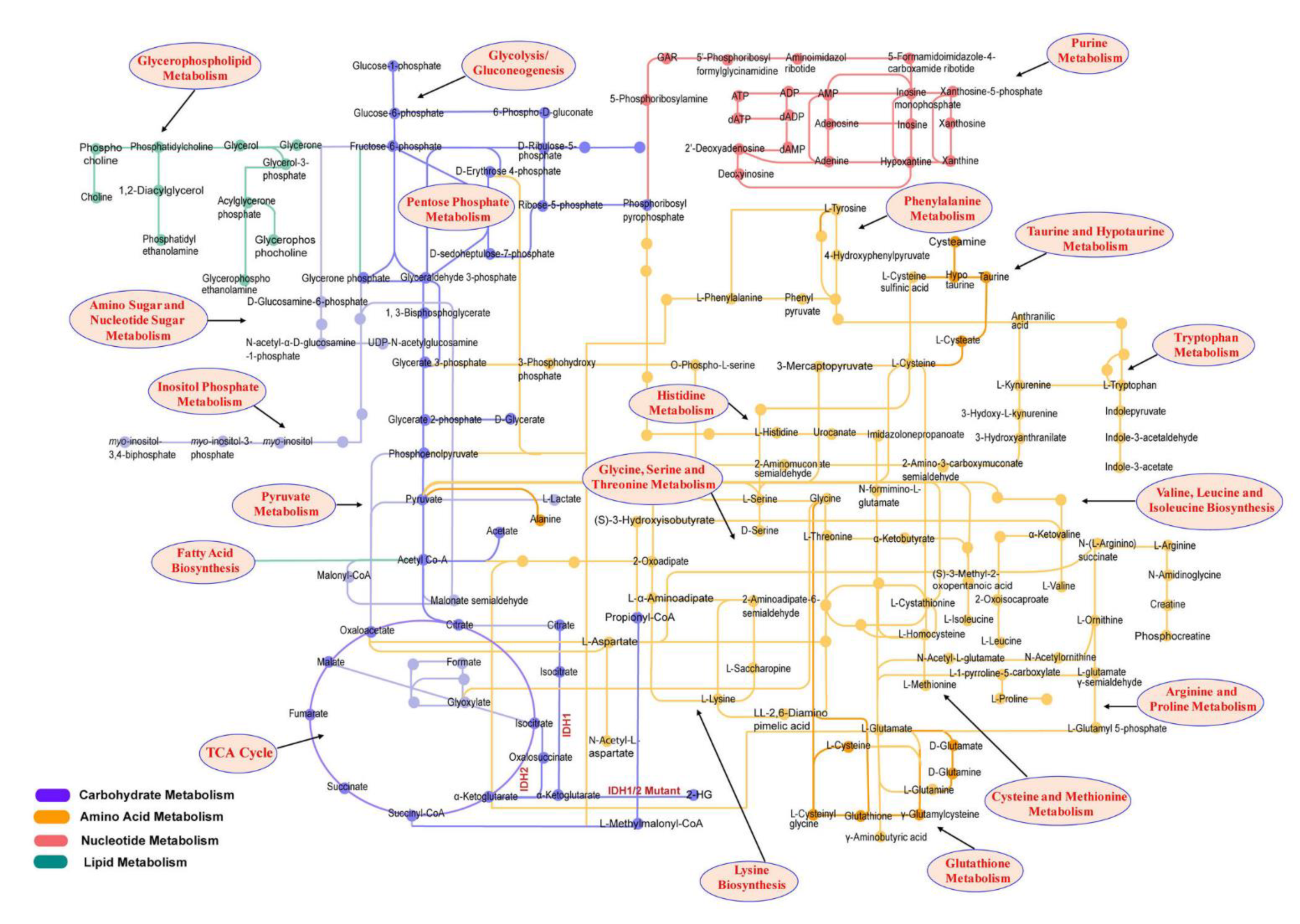 Cancers 14 05041 g001